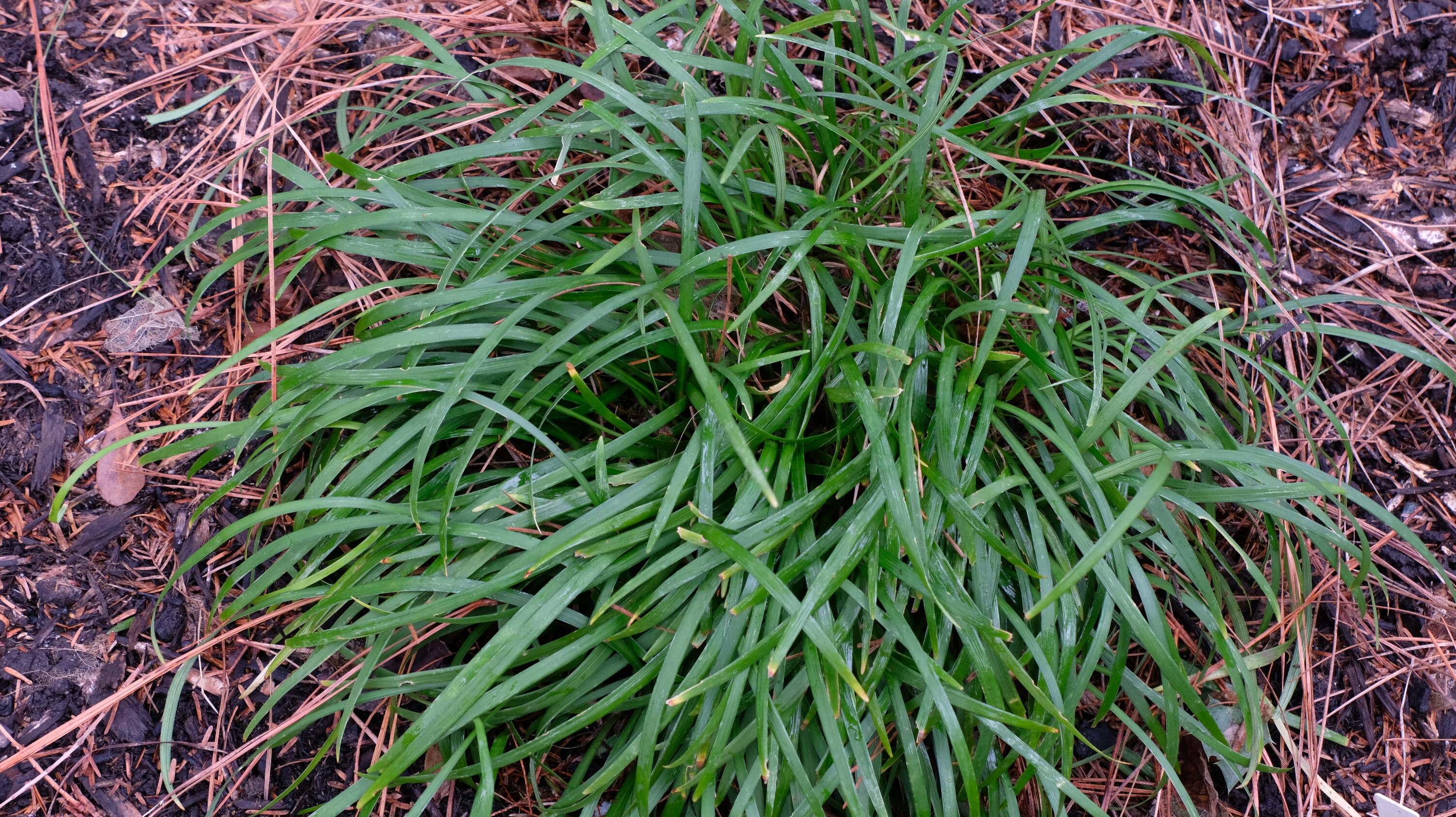 Ophiopogon bodinieri (NOT) PJ08-58 foliage @ JLBG