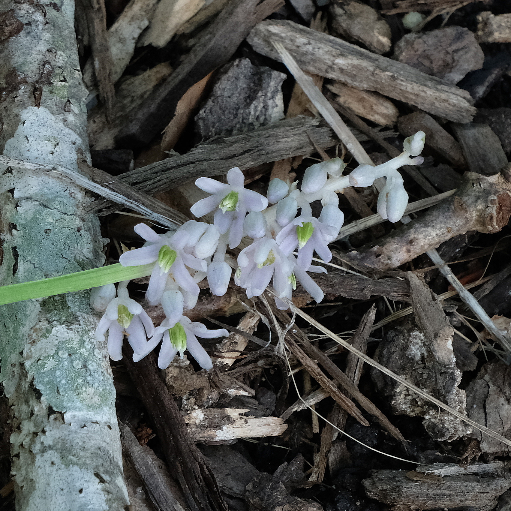 Ophiopogon intermedius 