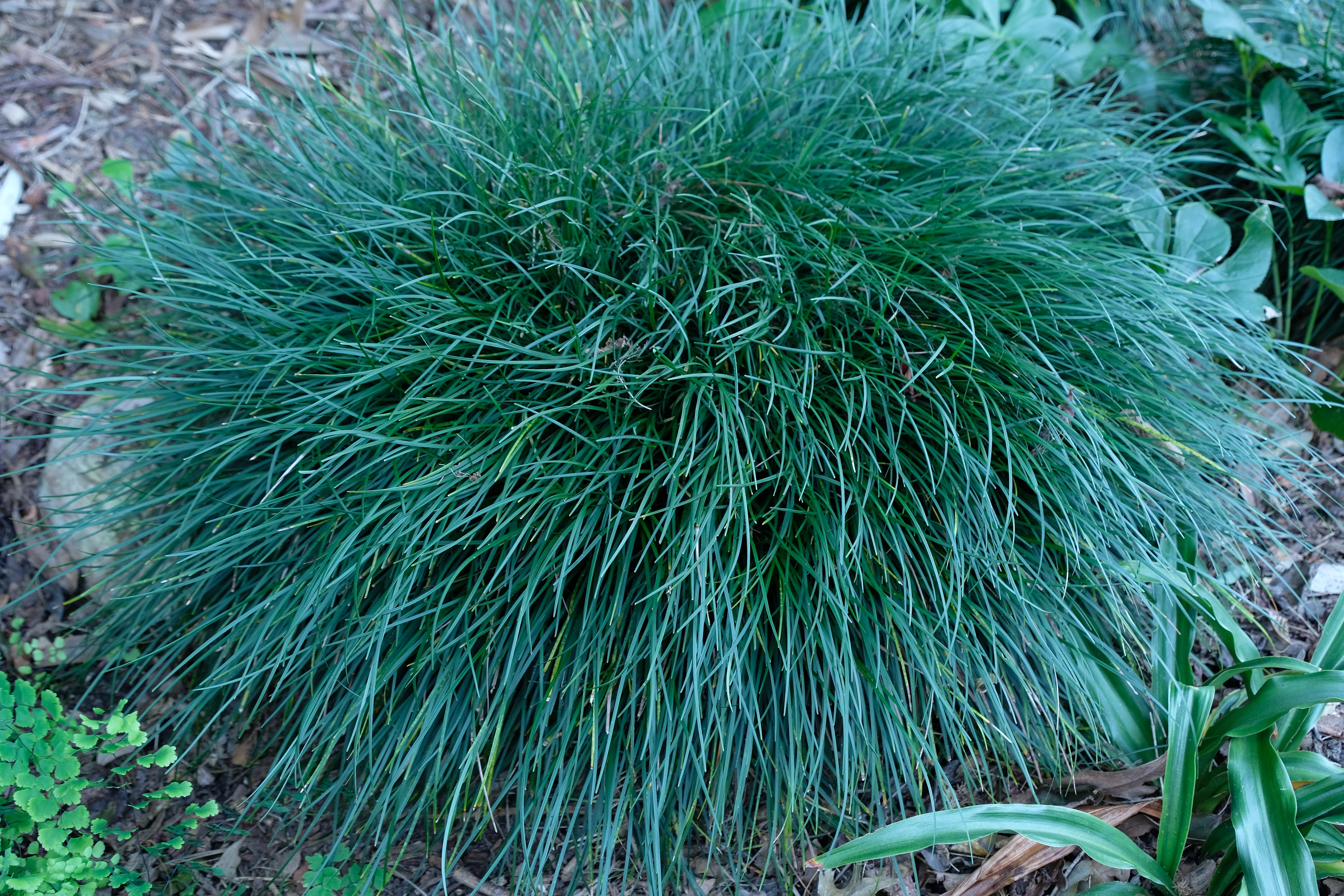 Ophiopogon japonicus var. gracilis @ JLBG