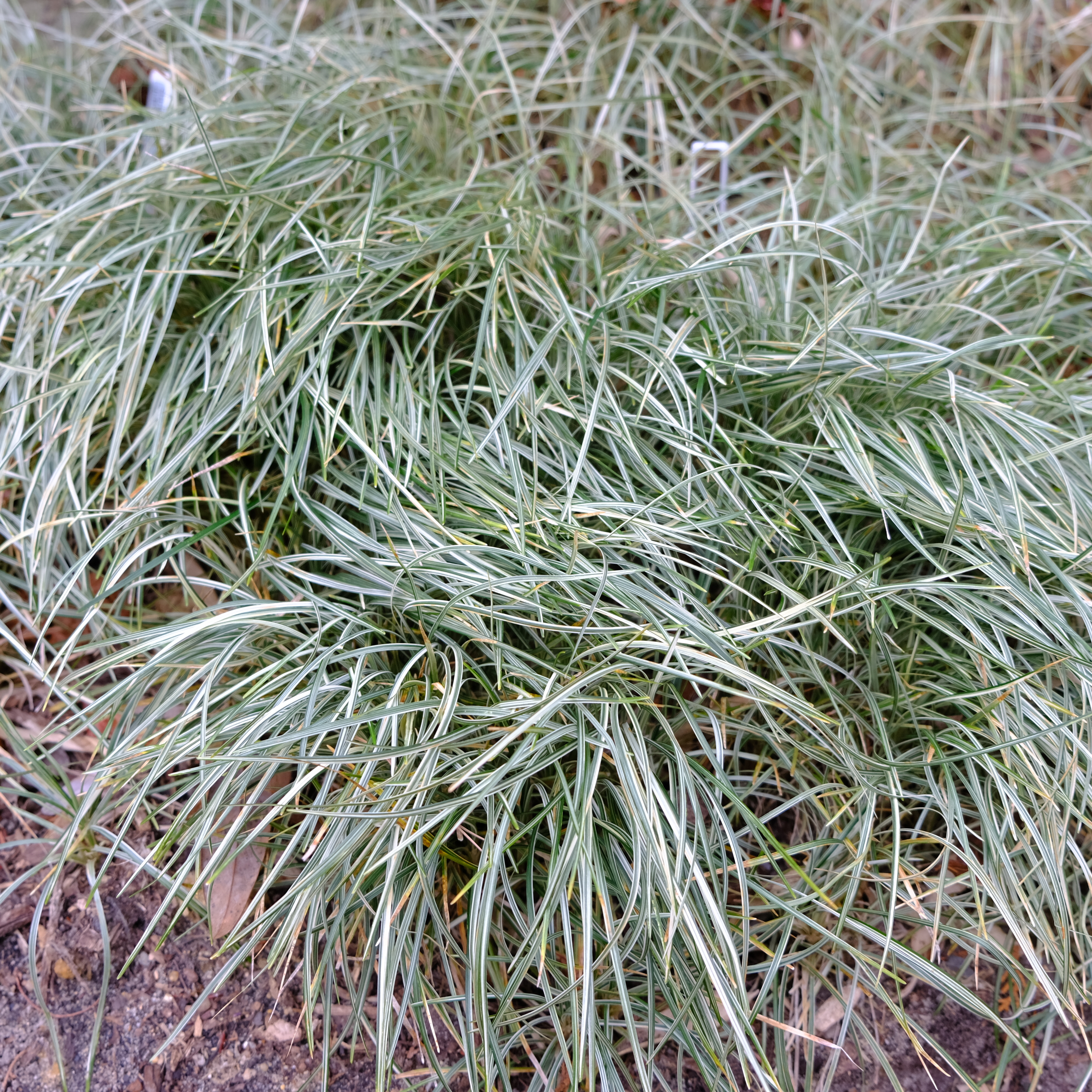 Ophiopogon japonicus 'Comet' @ JLBG