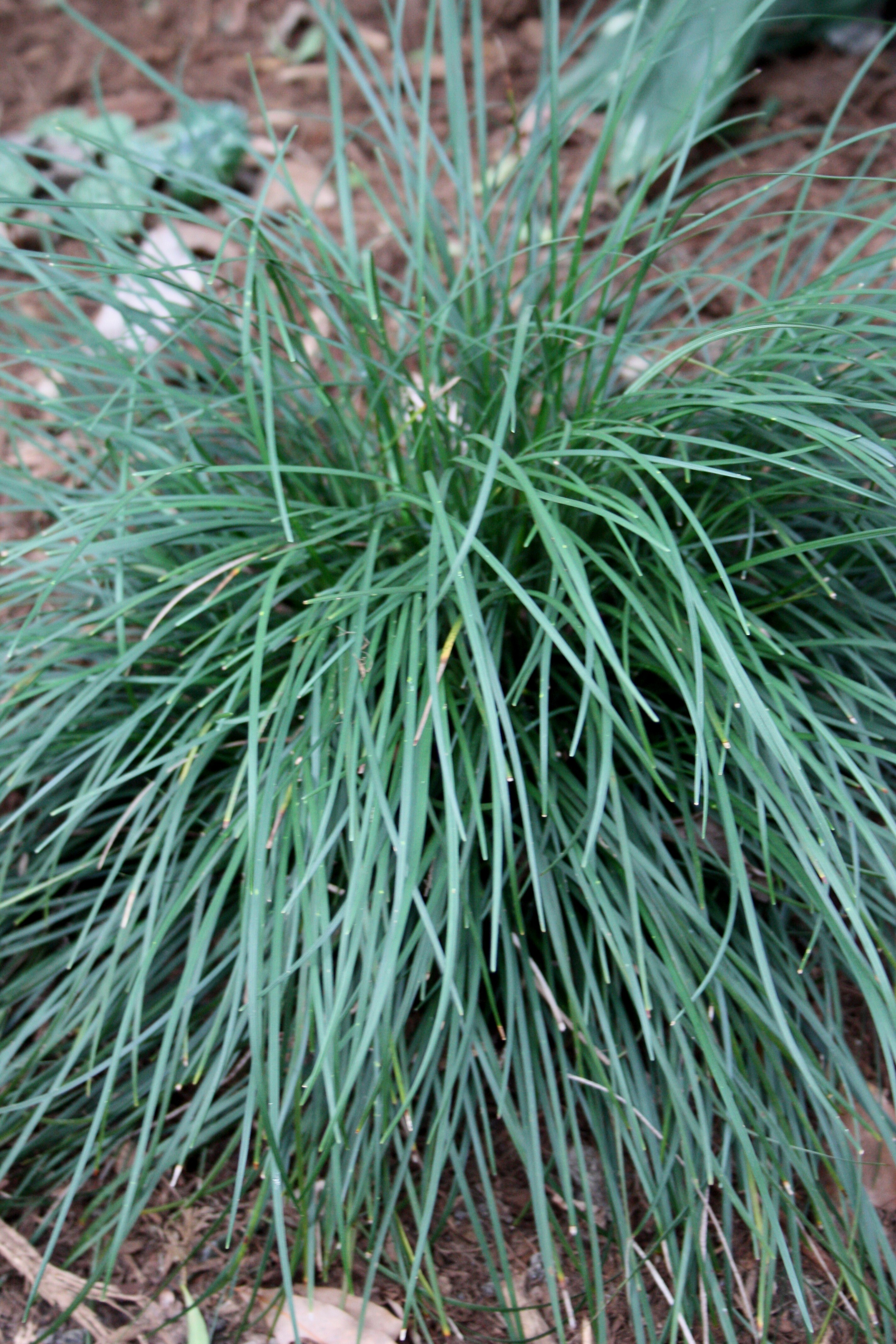 Ophiopogon japonicus var. caespitosus 'Seoulitary Man' @ JLBG- a collection from  Korea's Ulleung Island in 1997