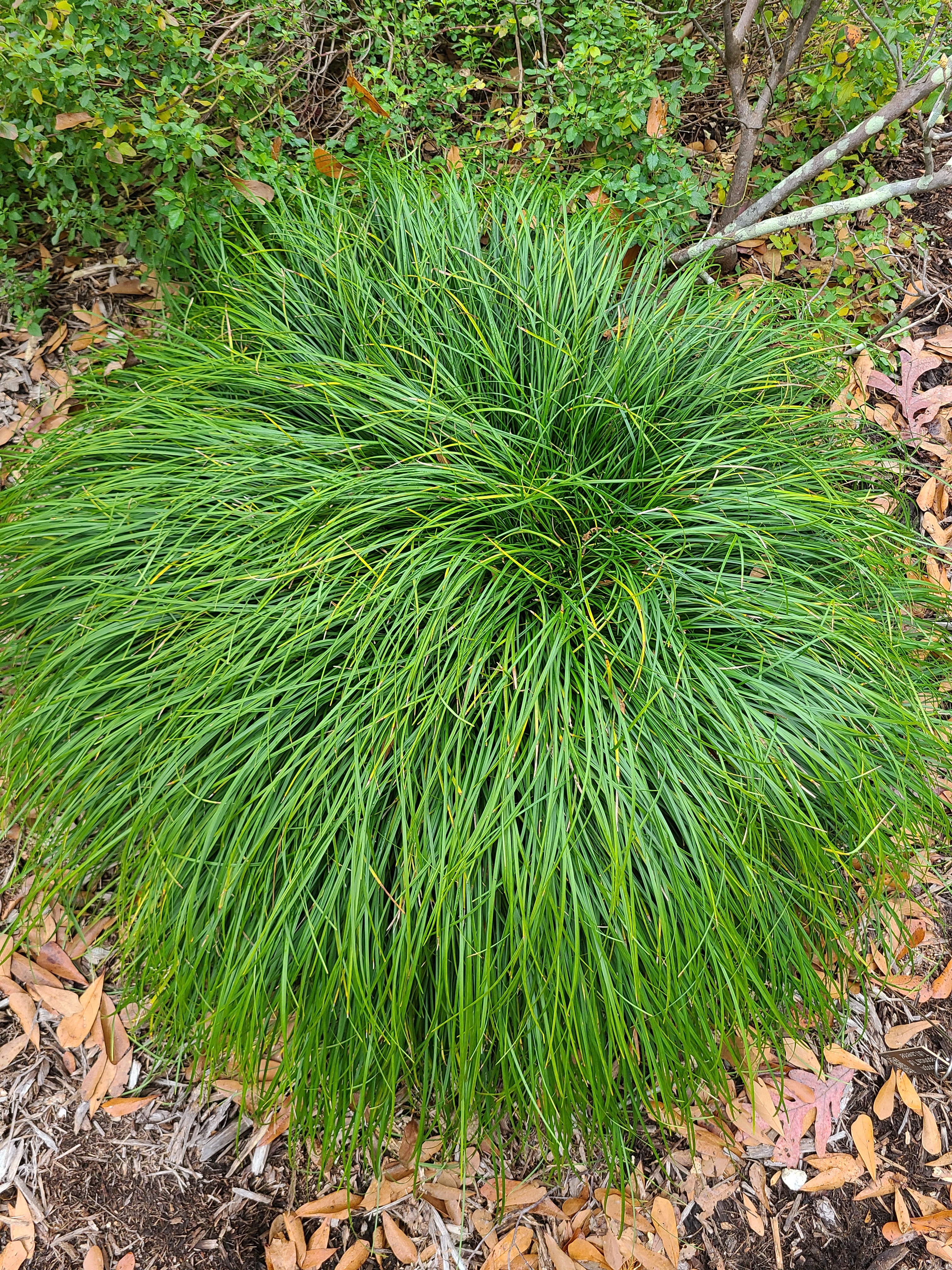 Ophiopogon japonicus 'Tuff Tuft Lavender' clump CPC 17.11.00.1 @ JLBG