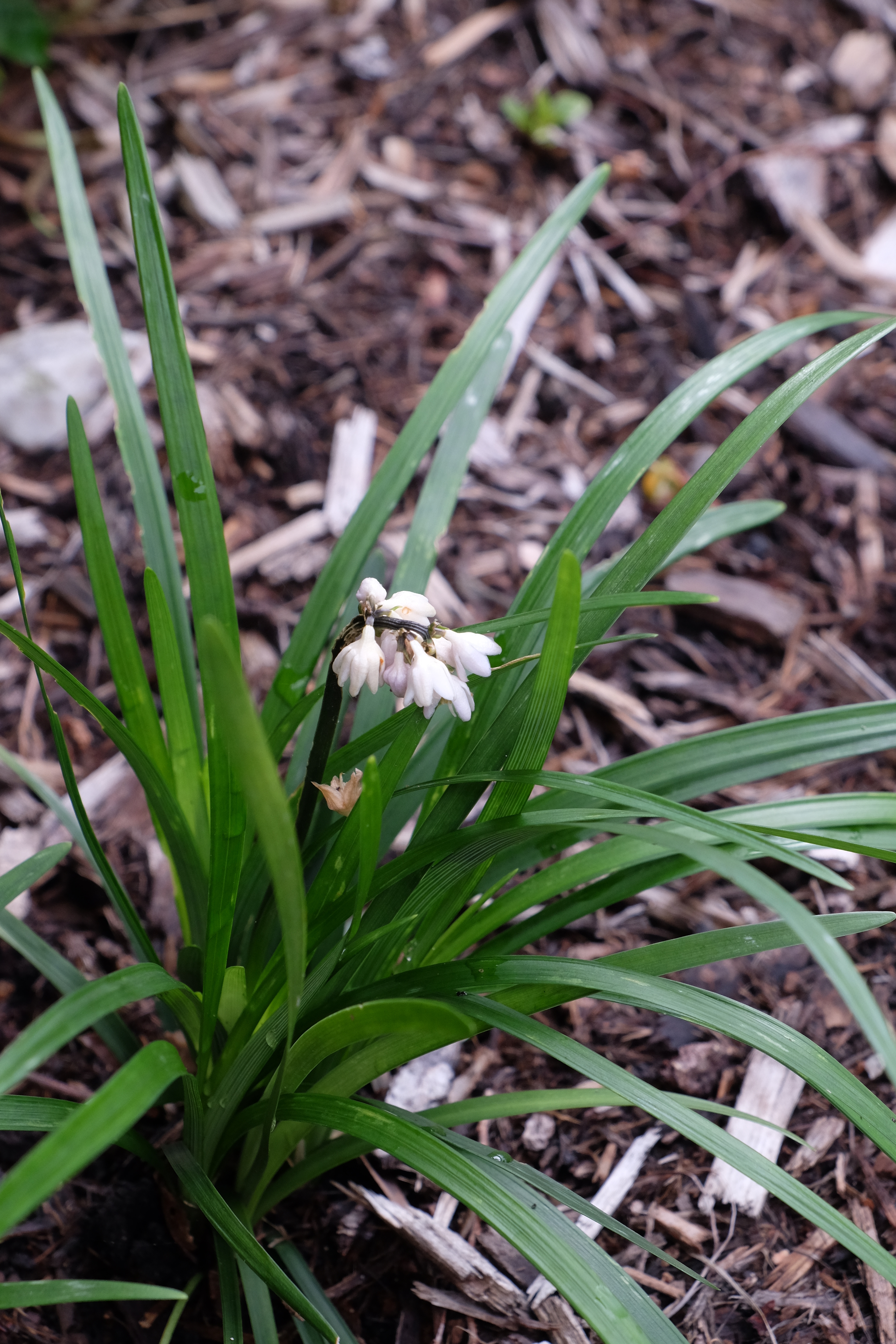 Ophiopogon planiscapus var. leucanthus in flower @ JLBG