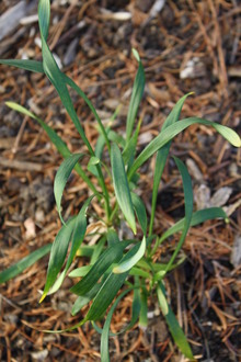 Ophiopogon sp. 08OJCH053B @ JLBG