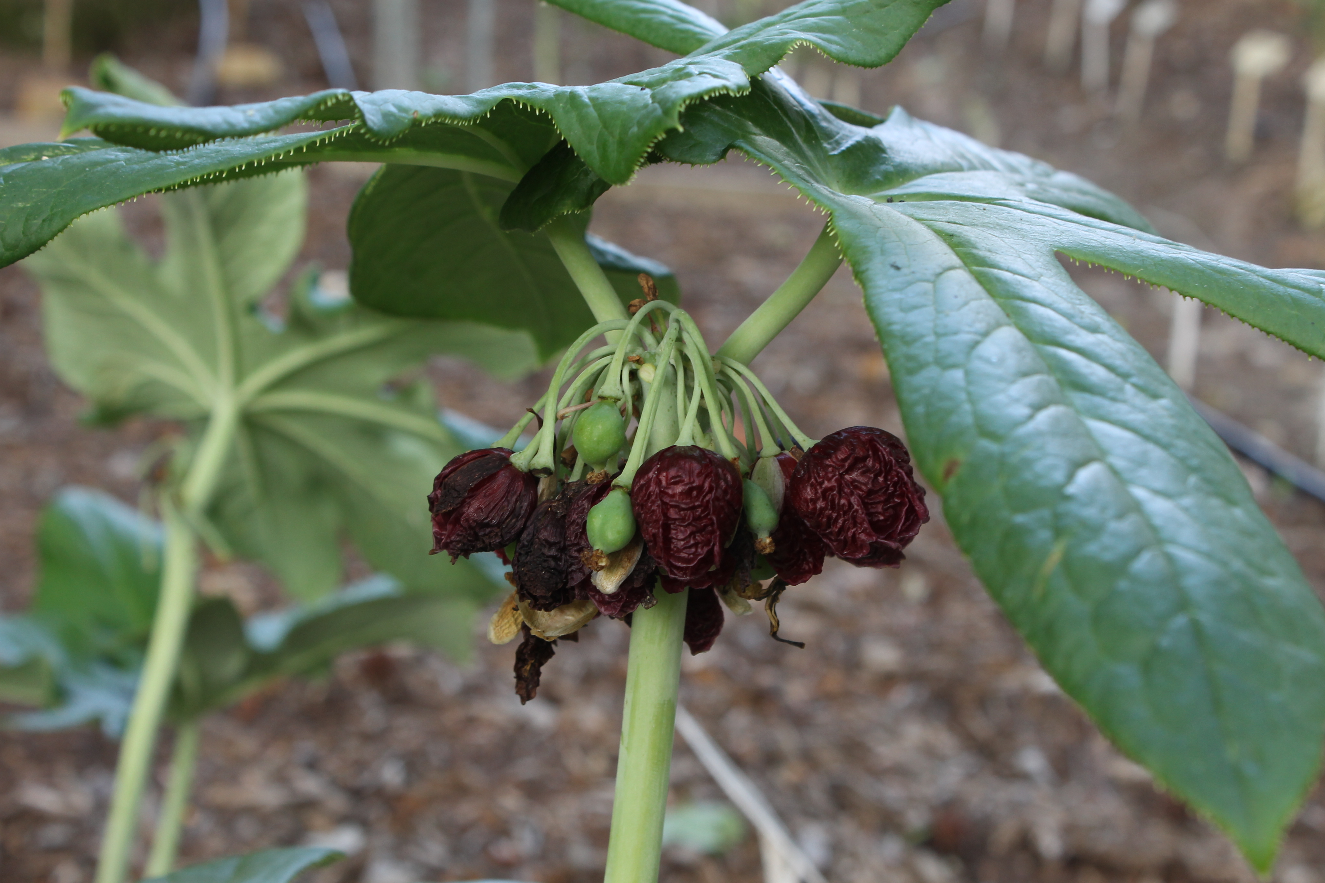 Podophyllum hemsleyi JLBG-001 in flower @JLBG