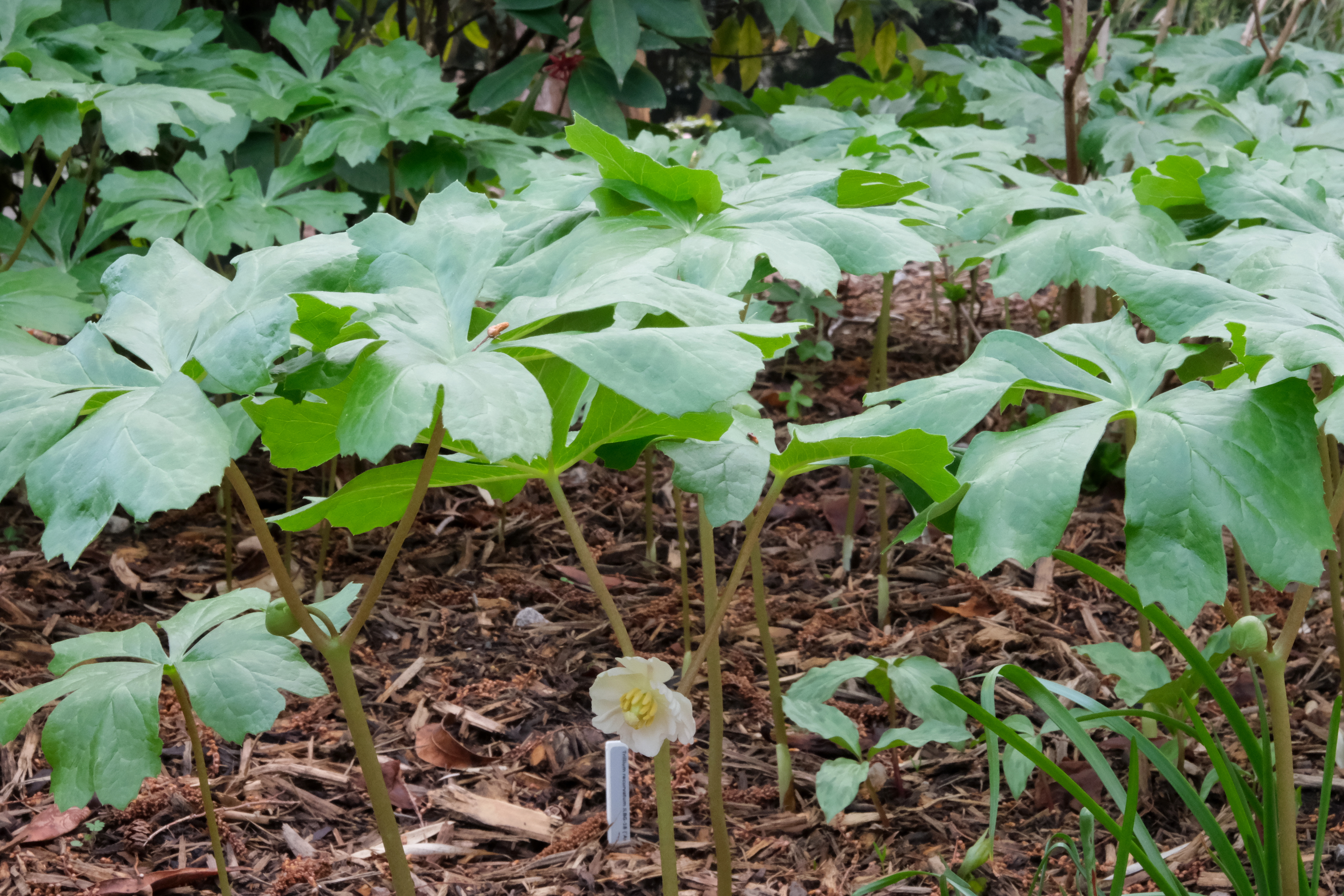 Podophyllum peltatum JS13TN-017 in flower