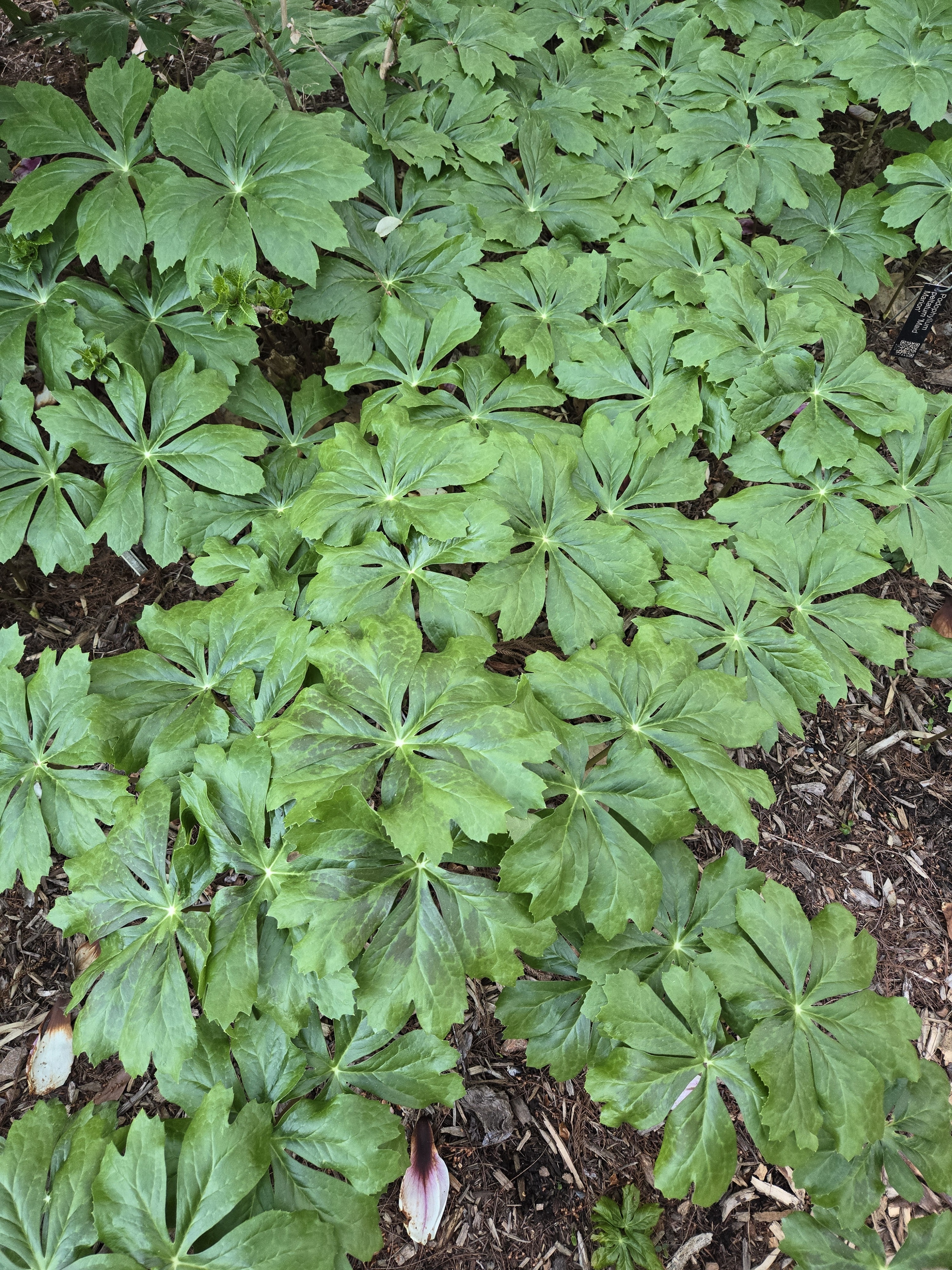 Podophyllum peltatum 'Maid Marion'
