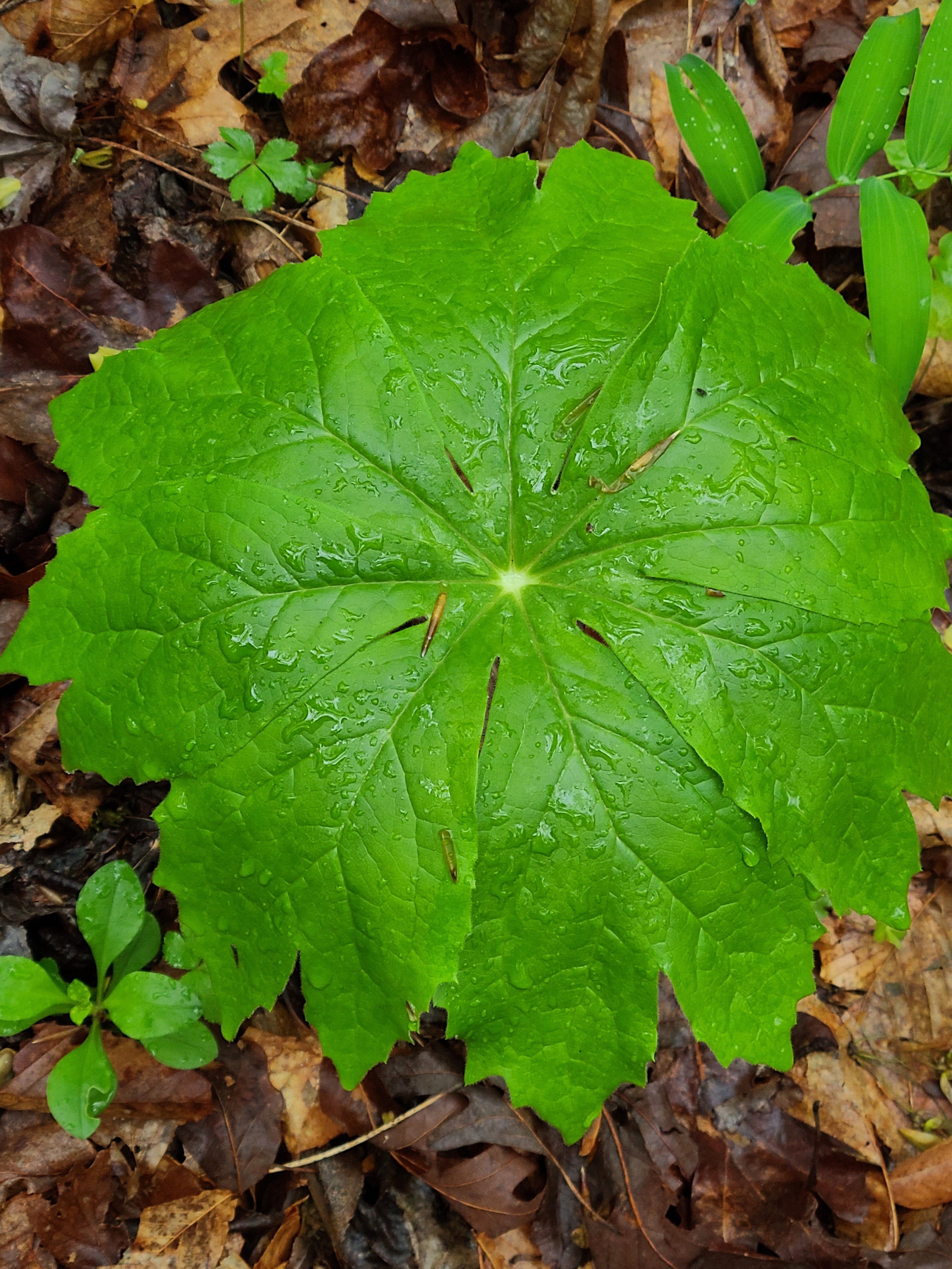 Podophyllum peltatum 'Raising Cane' (A6SC-076) @ JLBG - a Pickens County, SC giant form, found near Cane Creek, SC 