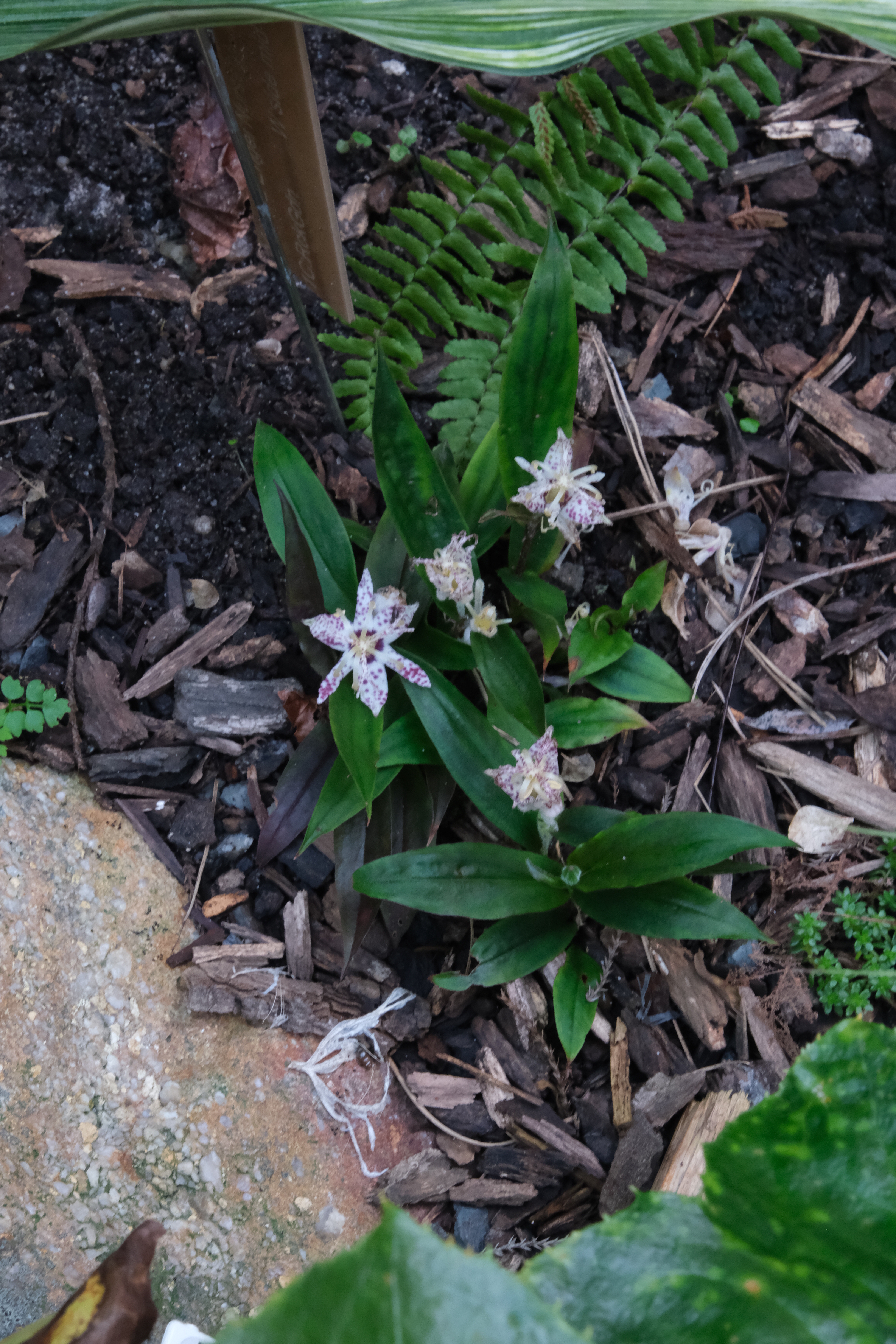 Tricyrtis 'Crow Leaf'  in flower