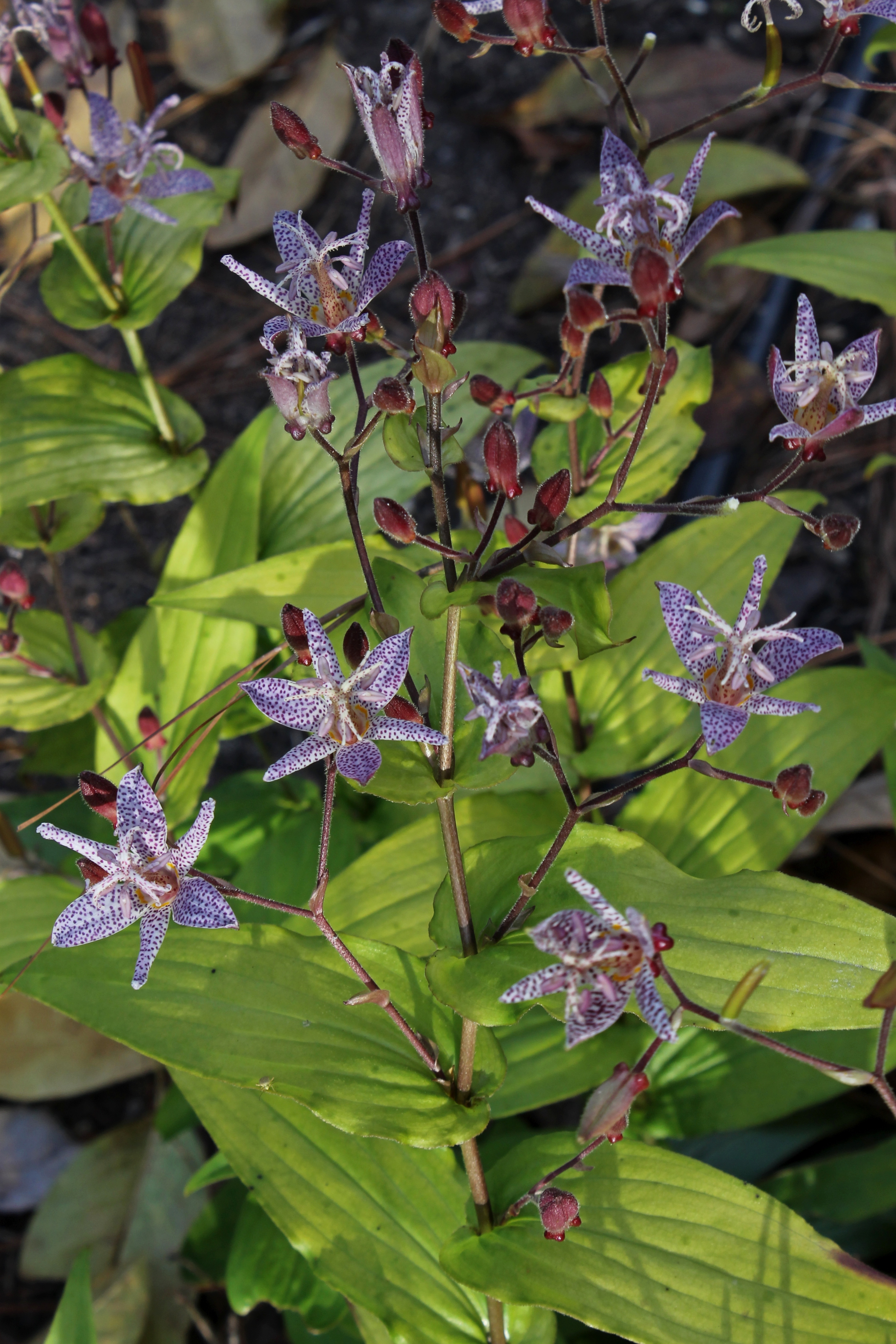 Tricyrtis 'Golden Raven' (ravenii A1TW-252 x gold hirta)