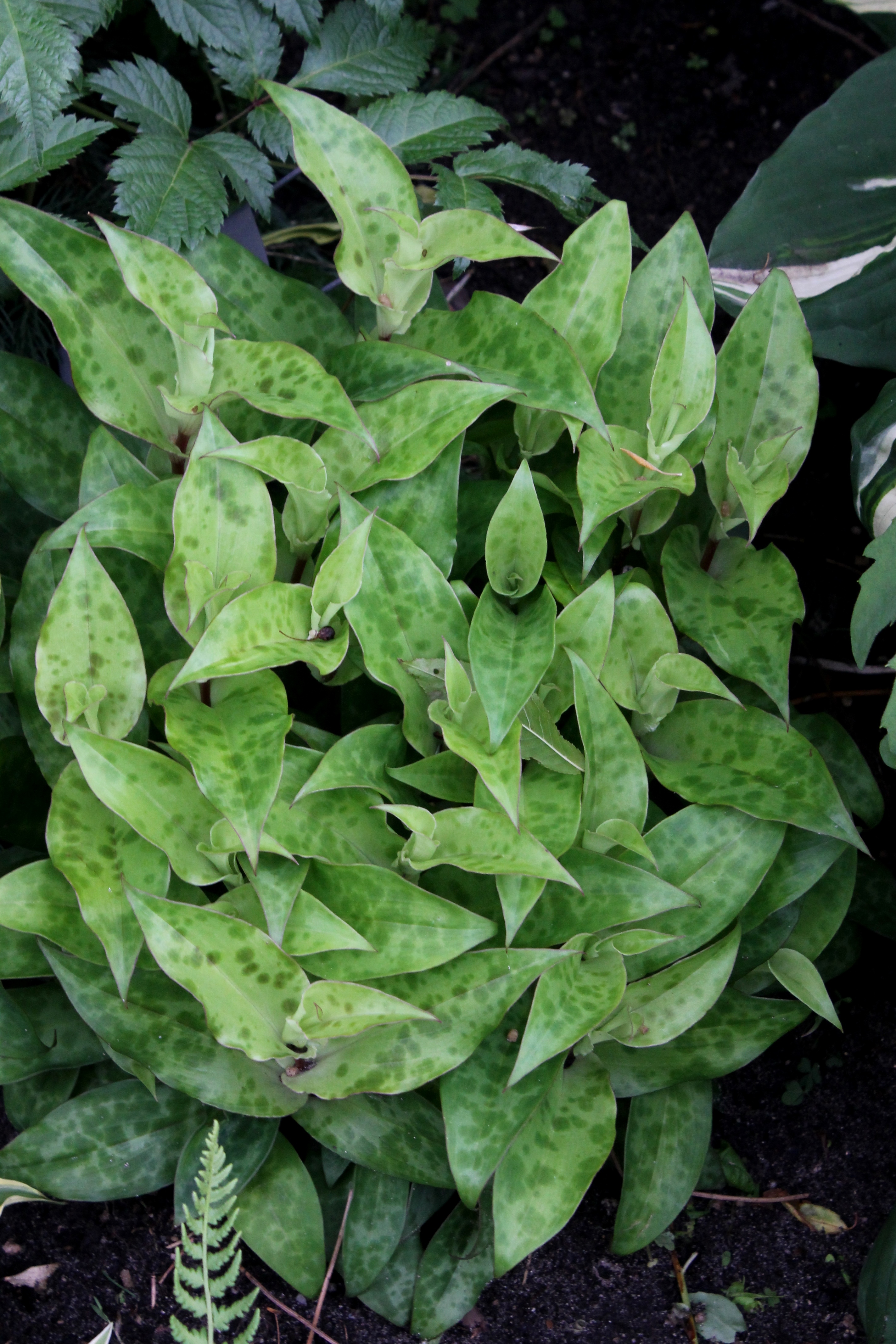 Tricyrtis 'Lemon Twist' foliage at Hansen Gdn MI