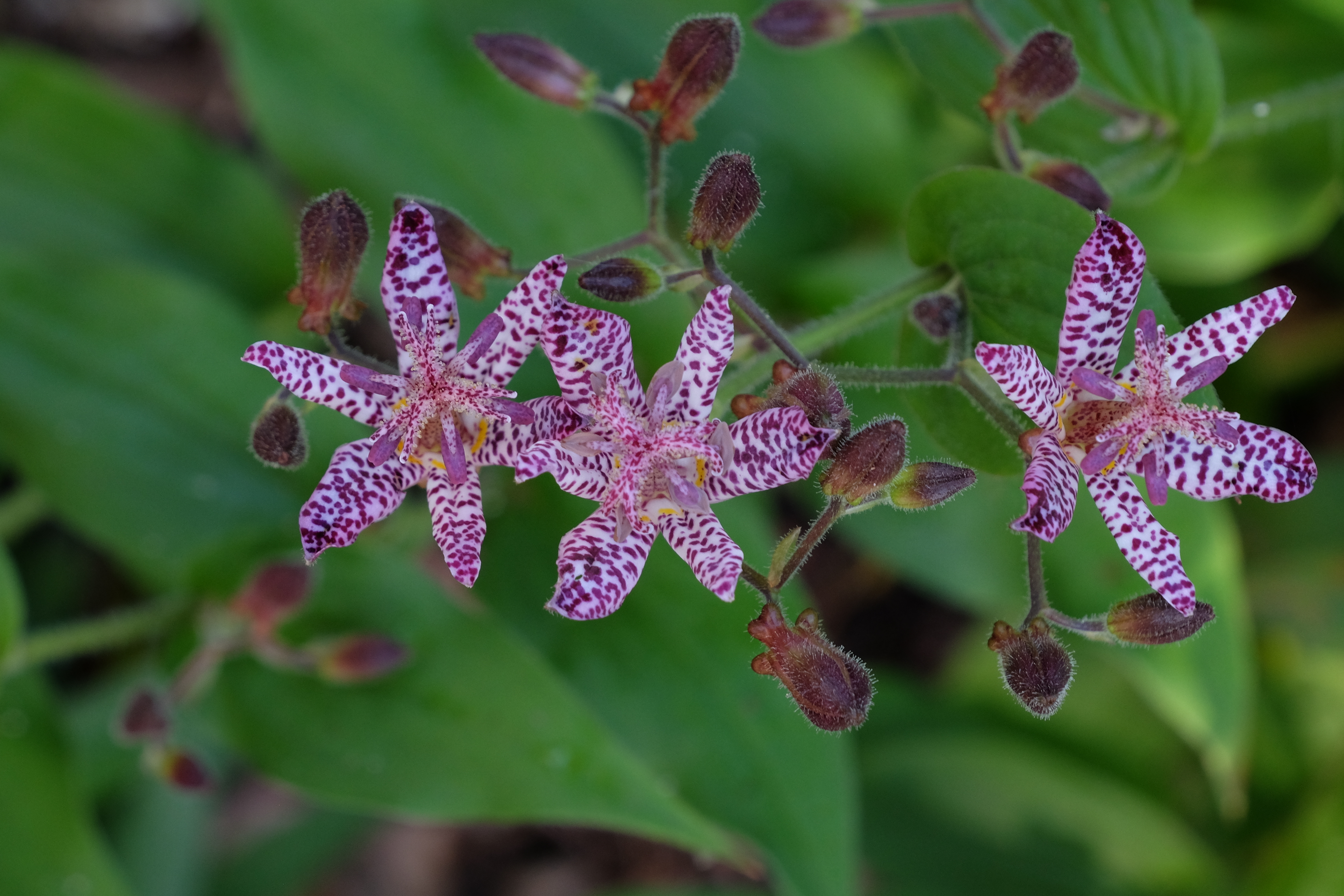 Tricyrtis 'Niitaka'