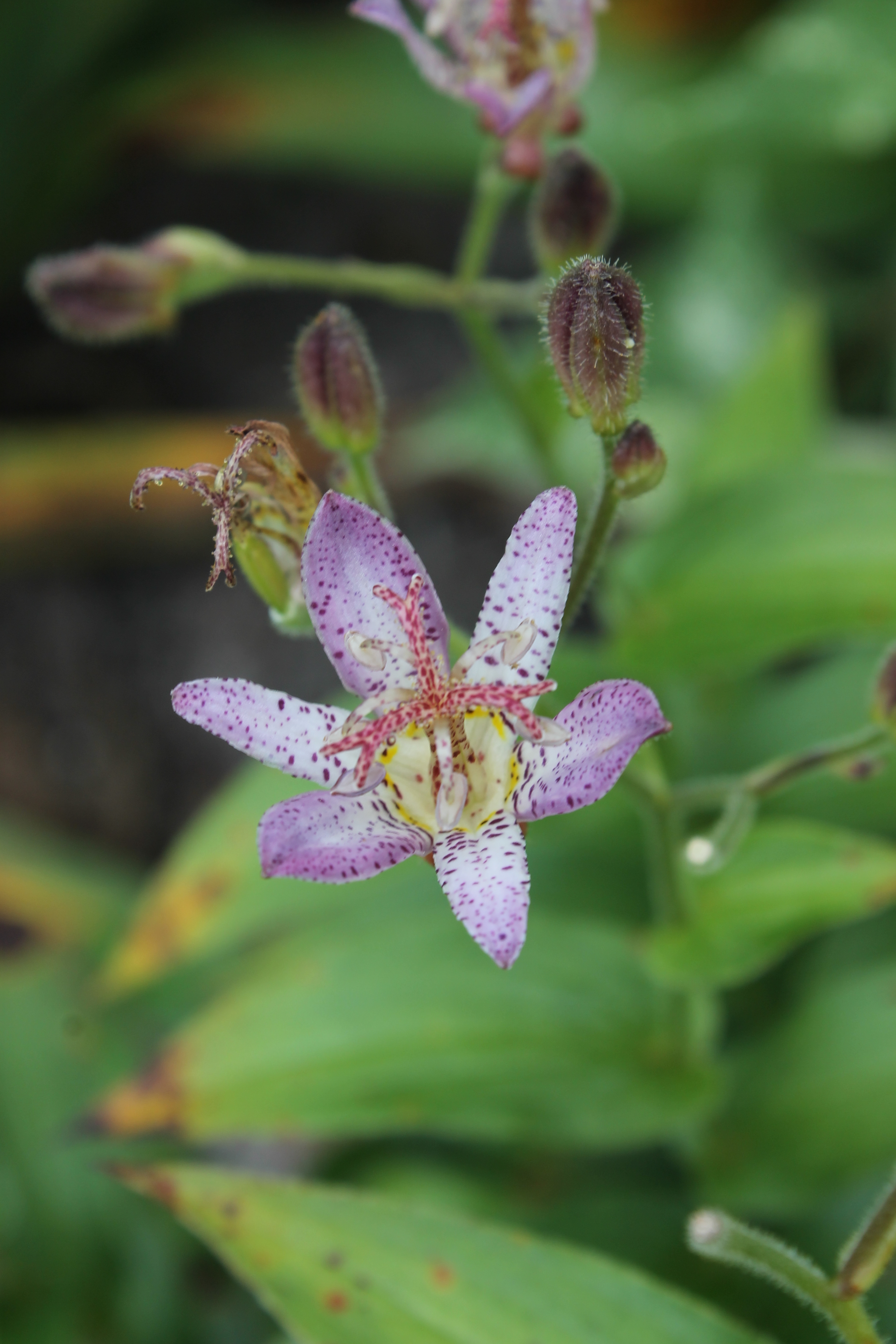 Tricyrtis 'Pink Freckles' closeup