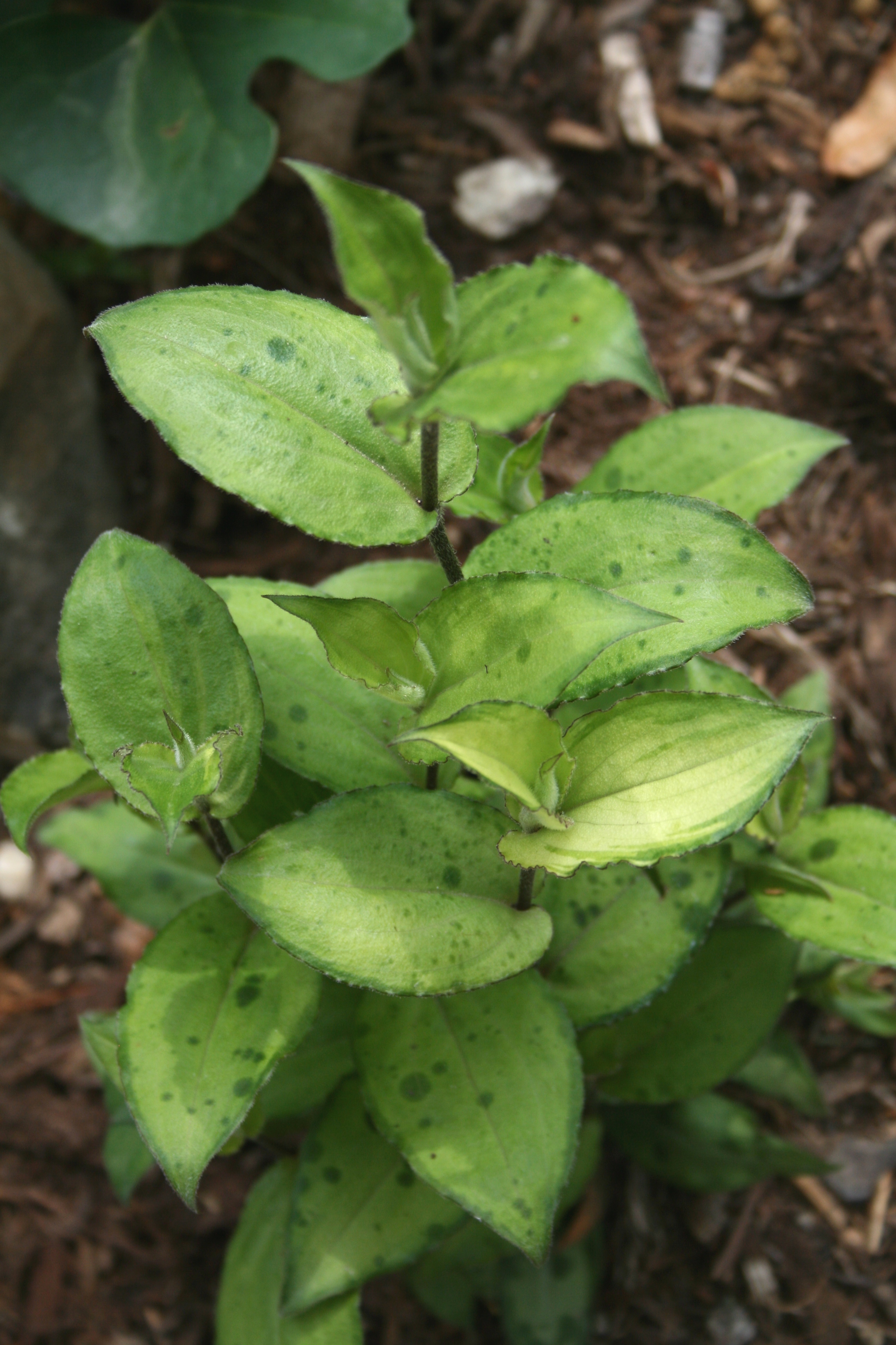 Tricyrtis affinis 'Lunar Landing'