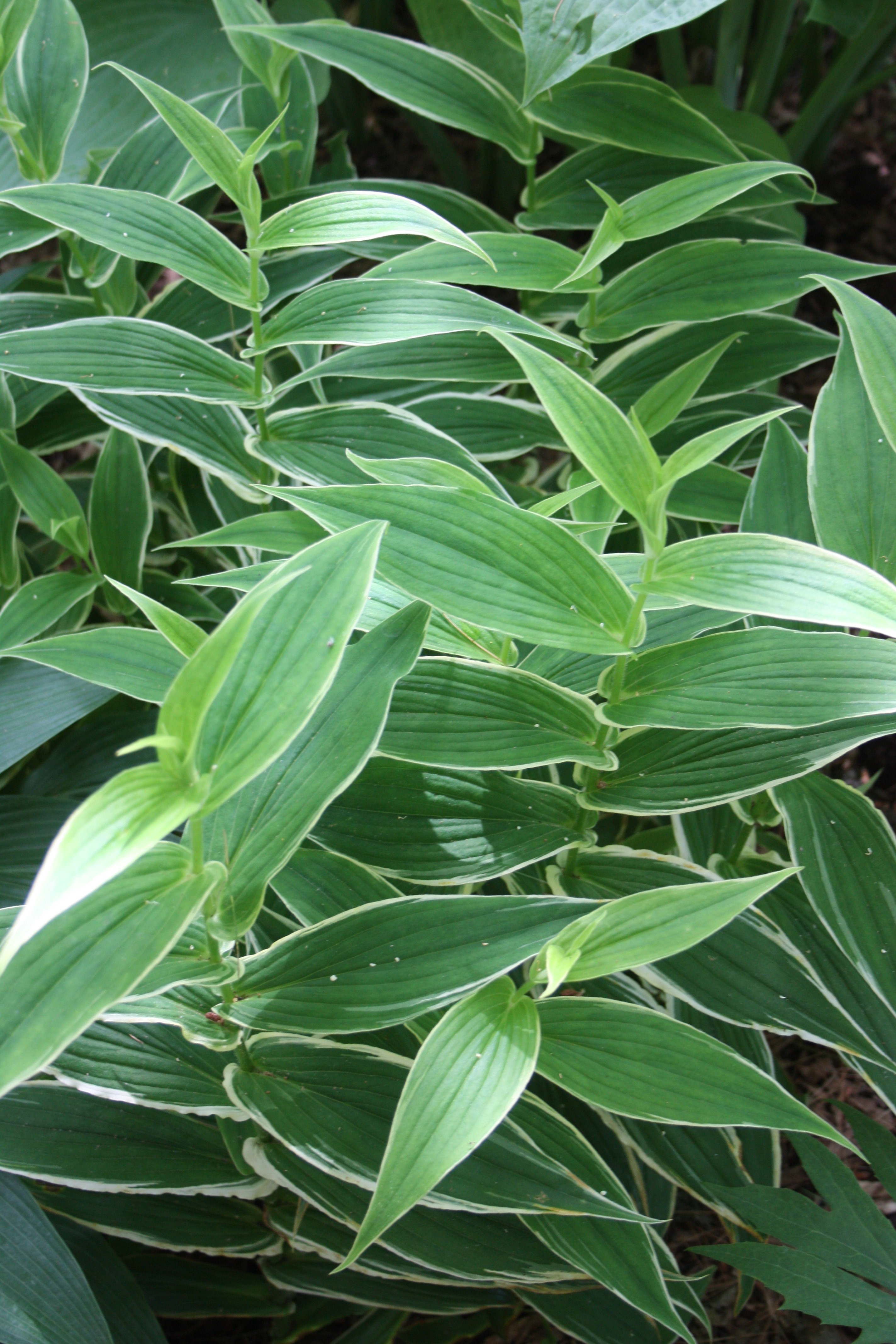 Tricyrtis hirta 'Albomarginata' at Chopko Gdn NJ