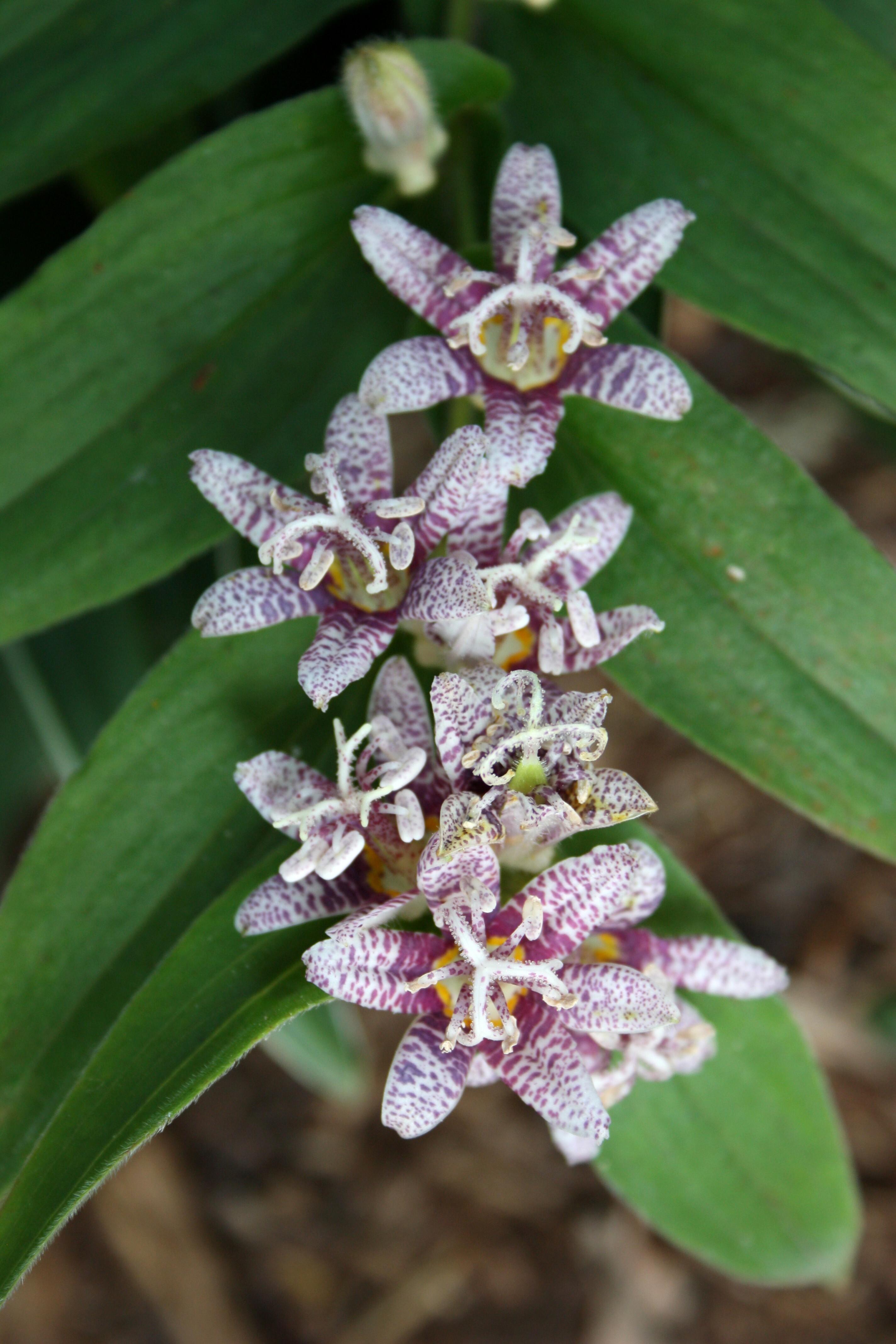 Tricyrtis hirta 'Miyazaki' flowers closeup 