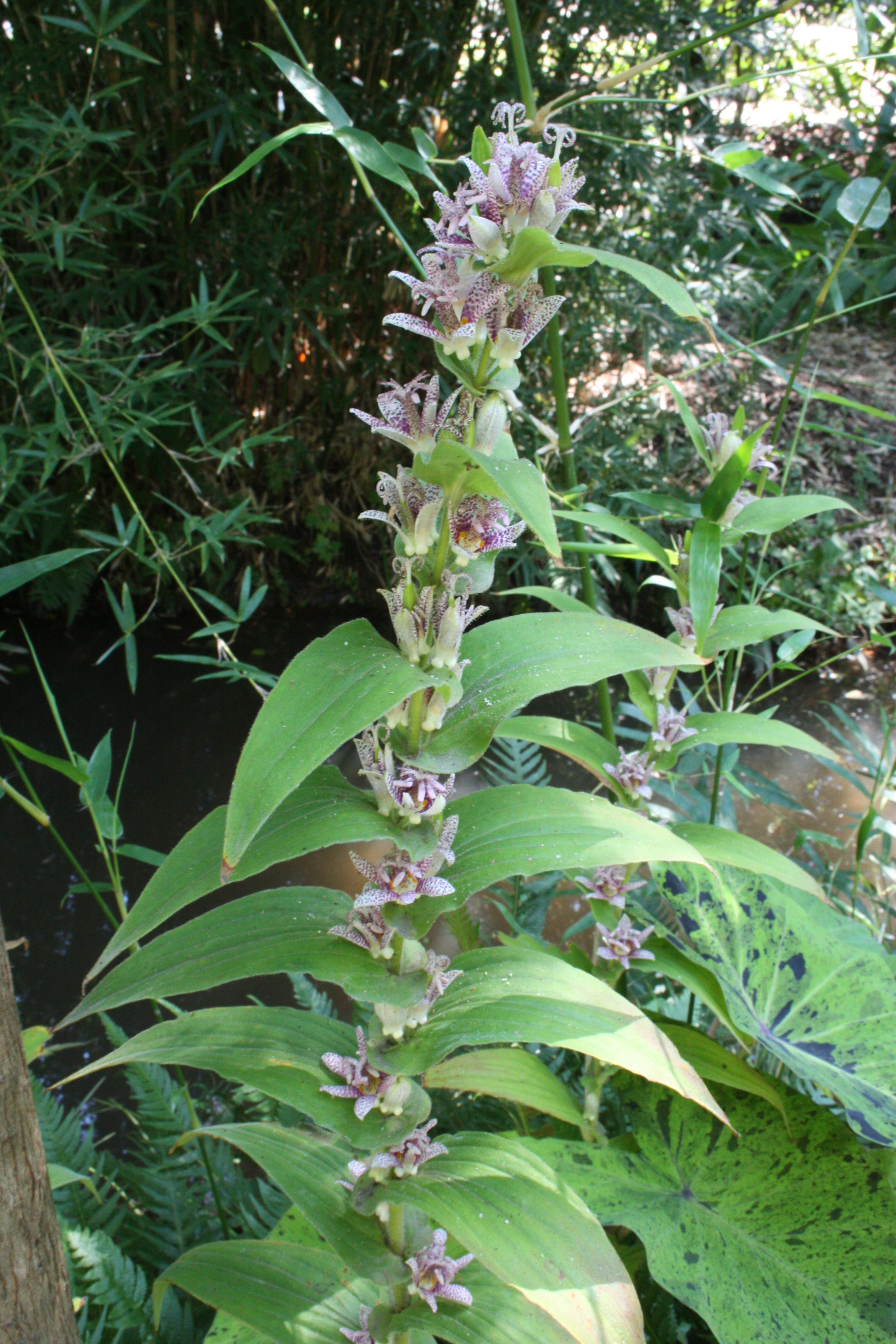 Tricyrtis hirta 'Skyrocket'