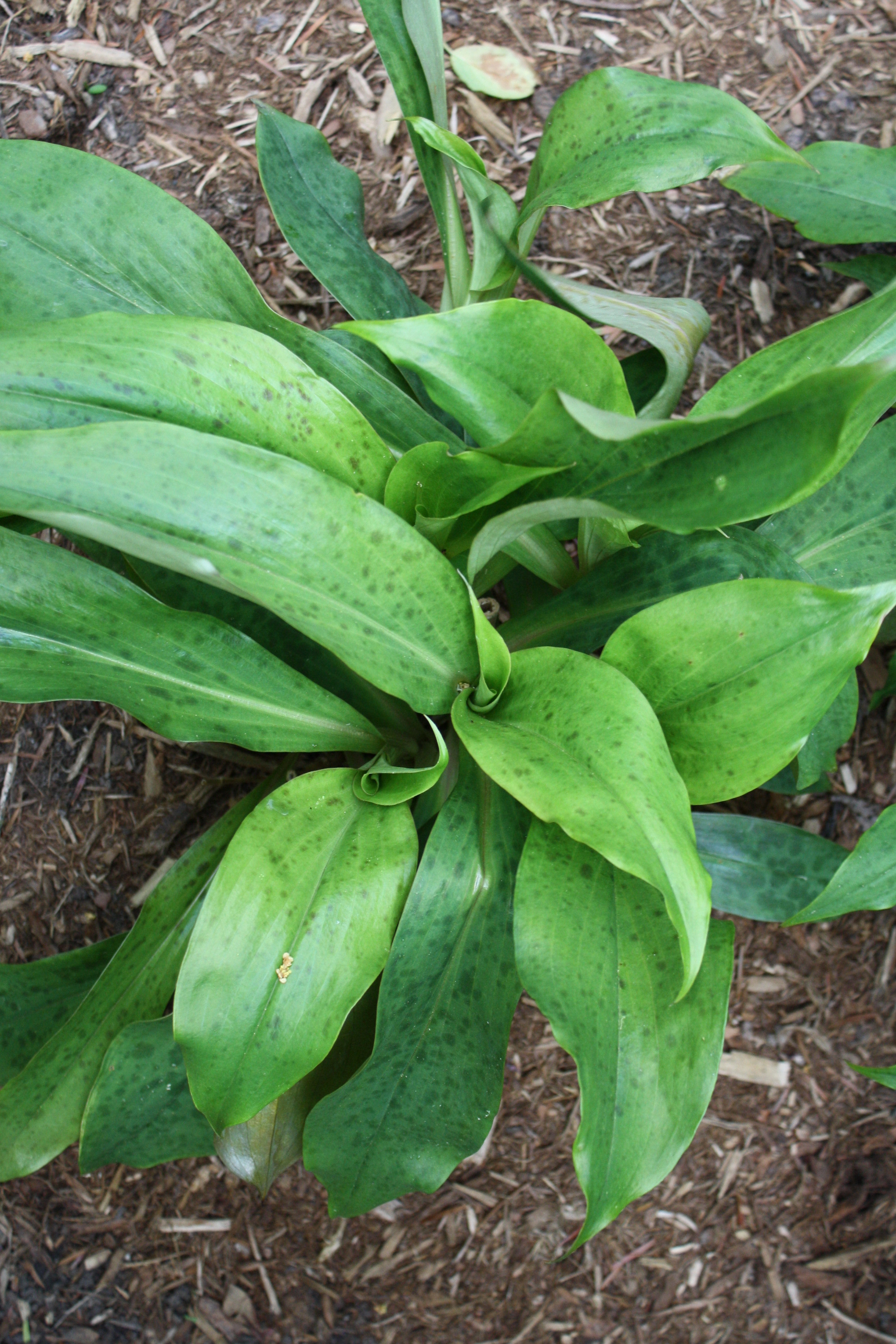 Tricyrtis lasiocarpa foliage