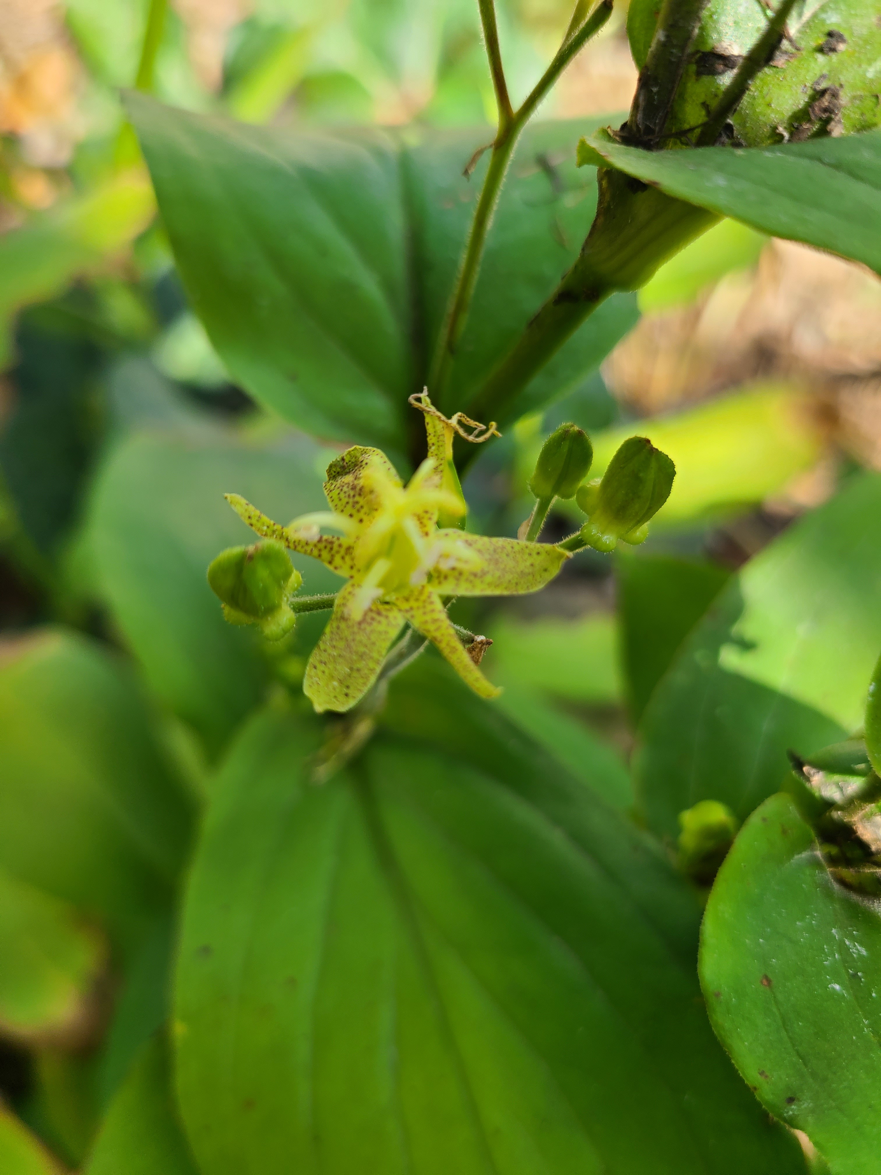 Tricyrtis latifolia MWZ17-112