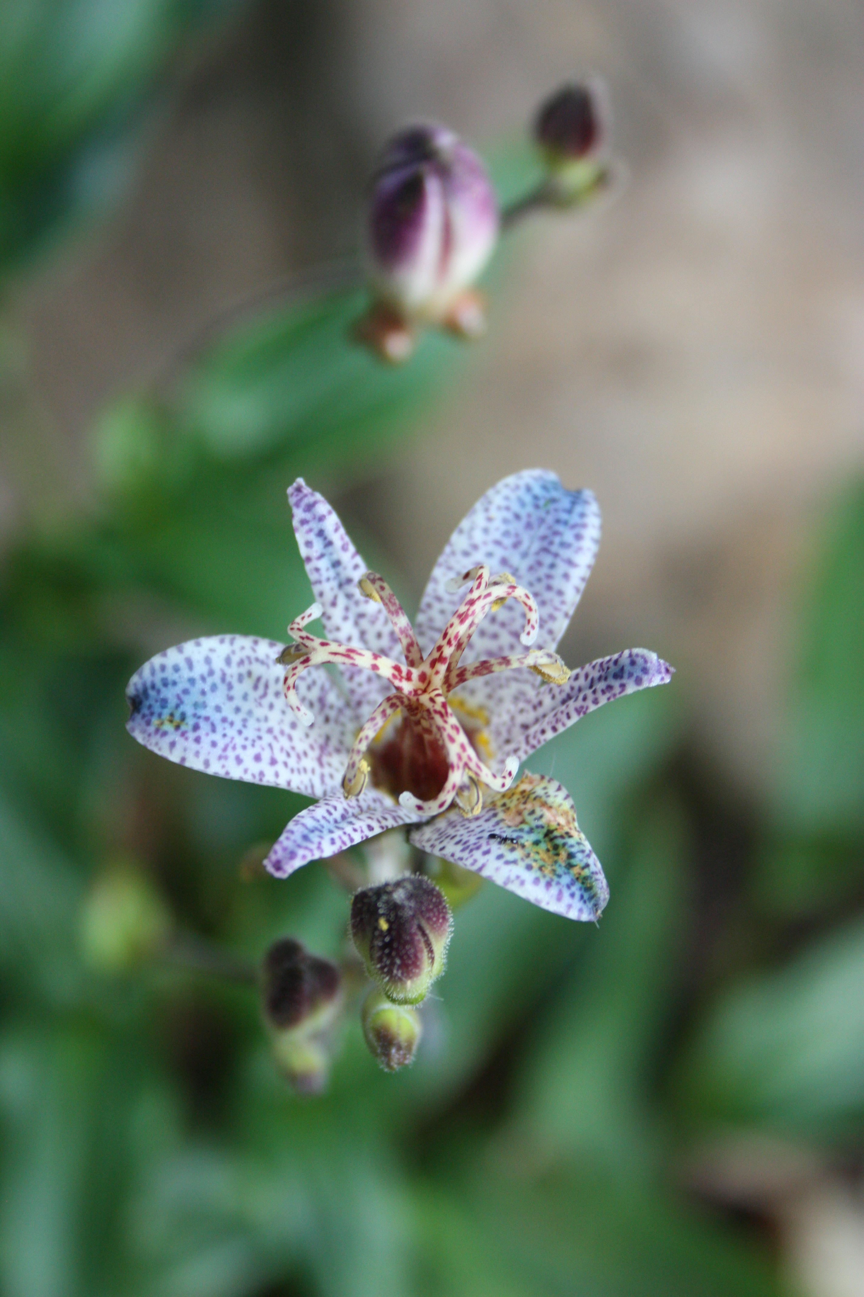 Tricyrtis ravenii A1TW-252 