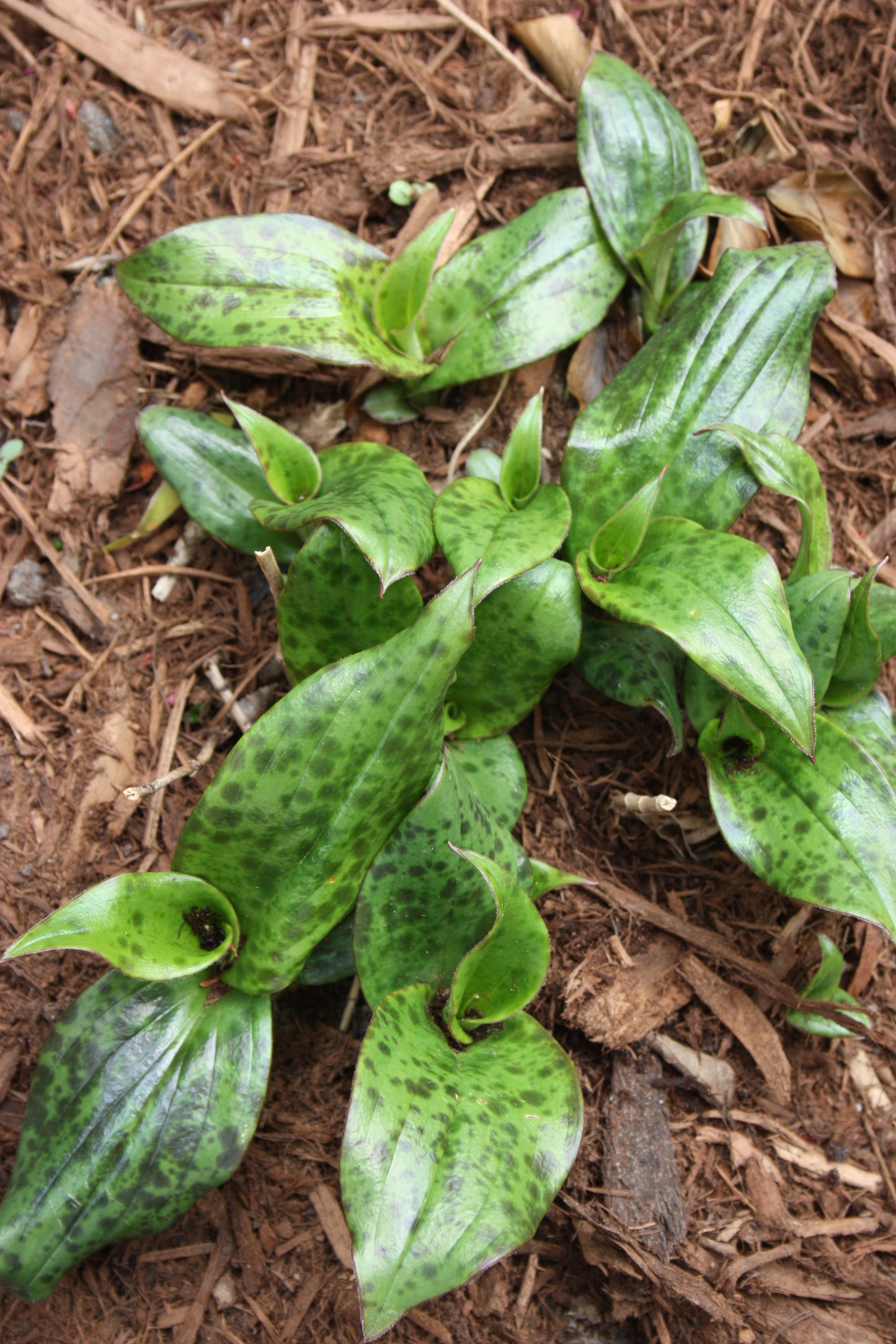 Tricyrtis ravenii 'All the Rave' A1TW-219a emerging