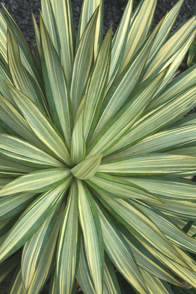 Yucca x gloriosa 'Tiny Star' 