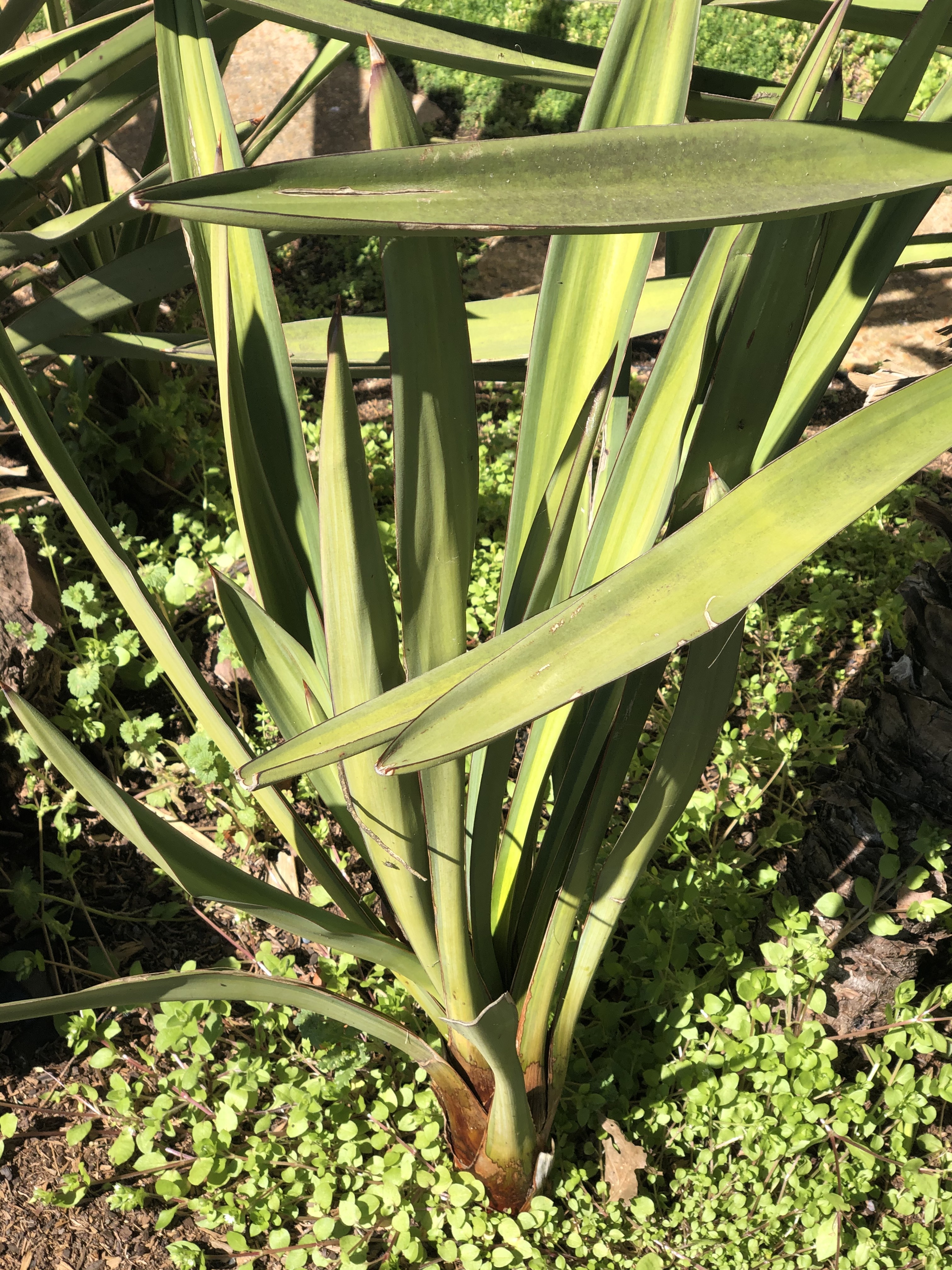 Yucca treculeana 'Spanish House' in situ at the Spanish House, Lake Guntersville, AL (Z.Hill)