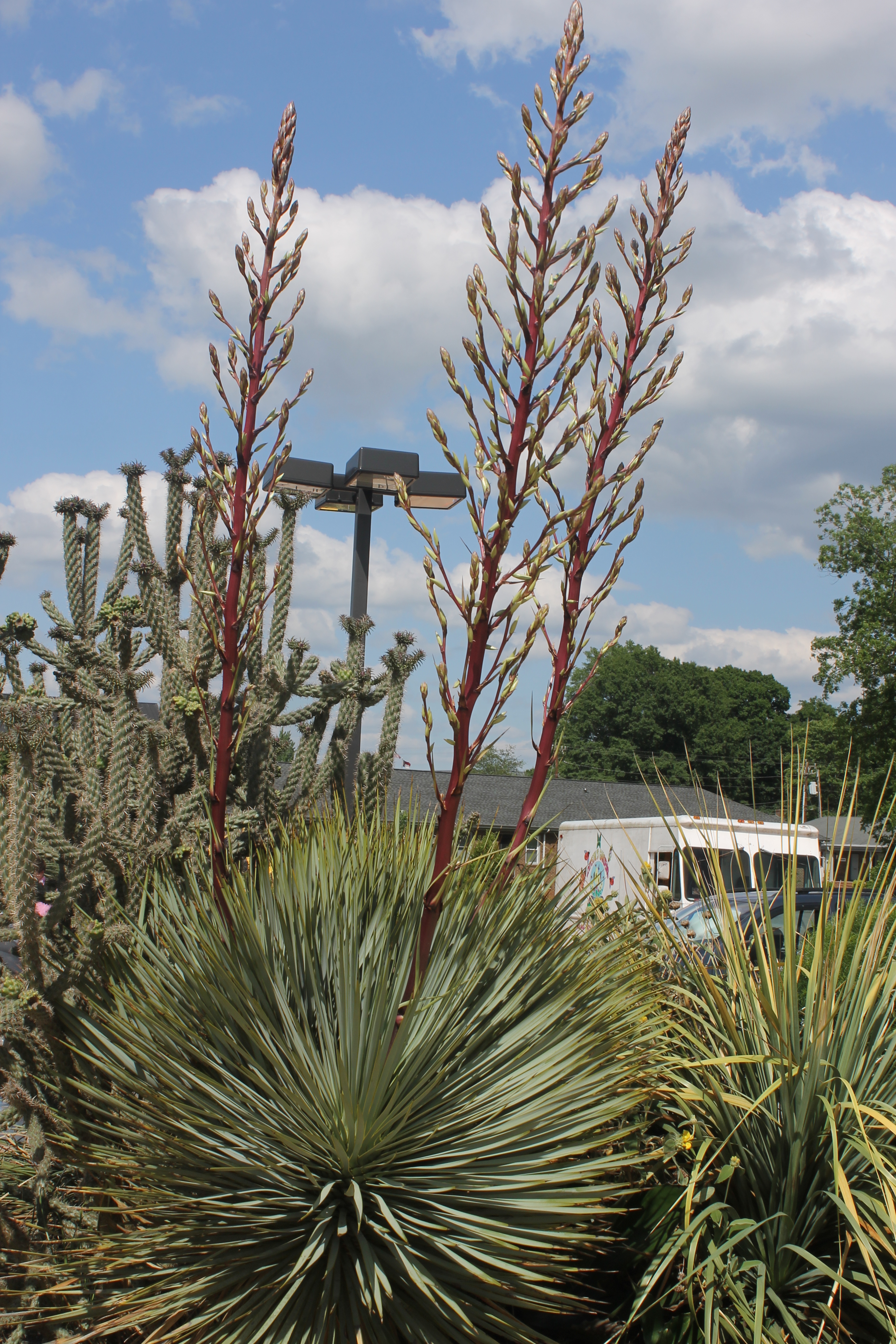 Yucca 'Red Rover' (rostrata x rigida) PJCB red stalk