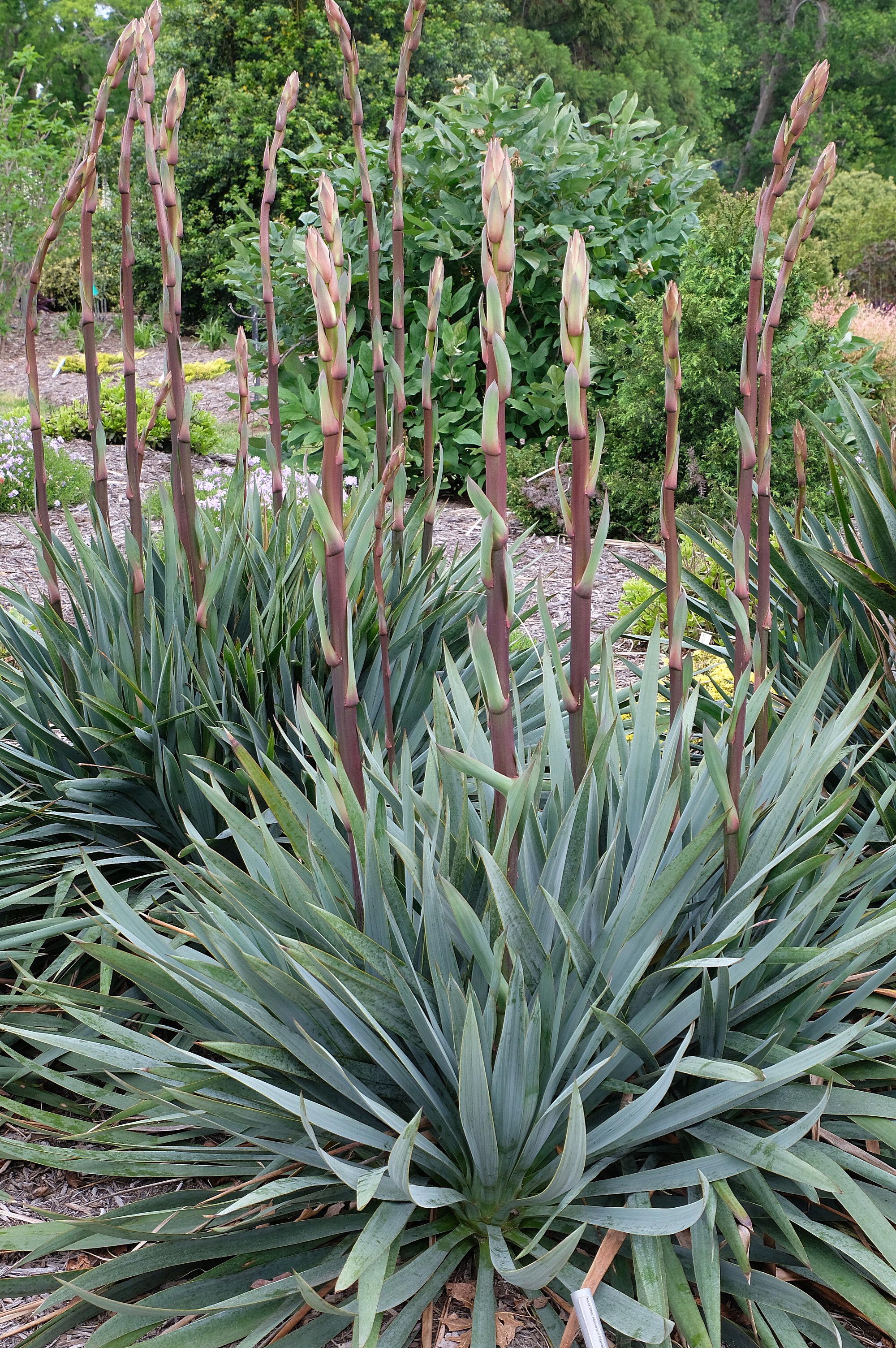 Yucca 'Silver Anniversary' in spike