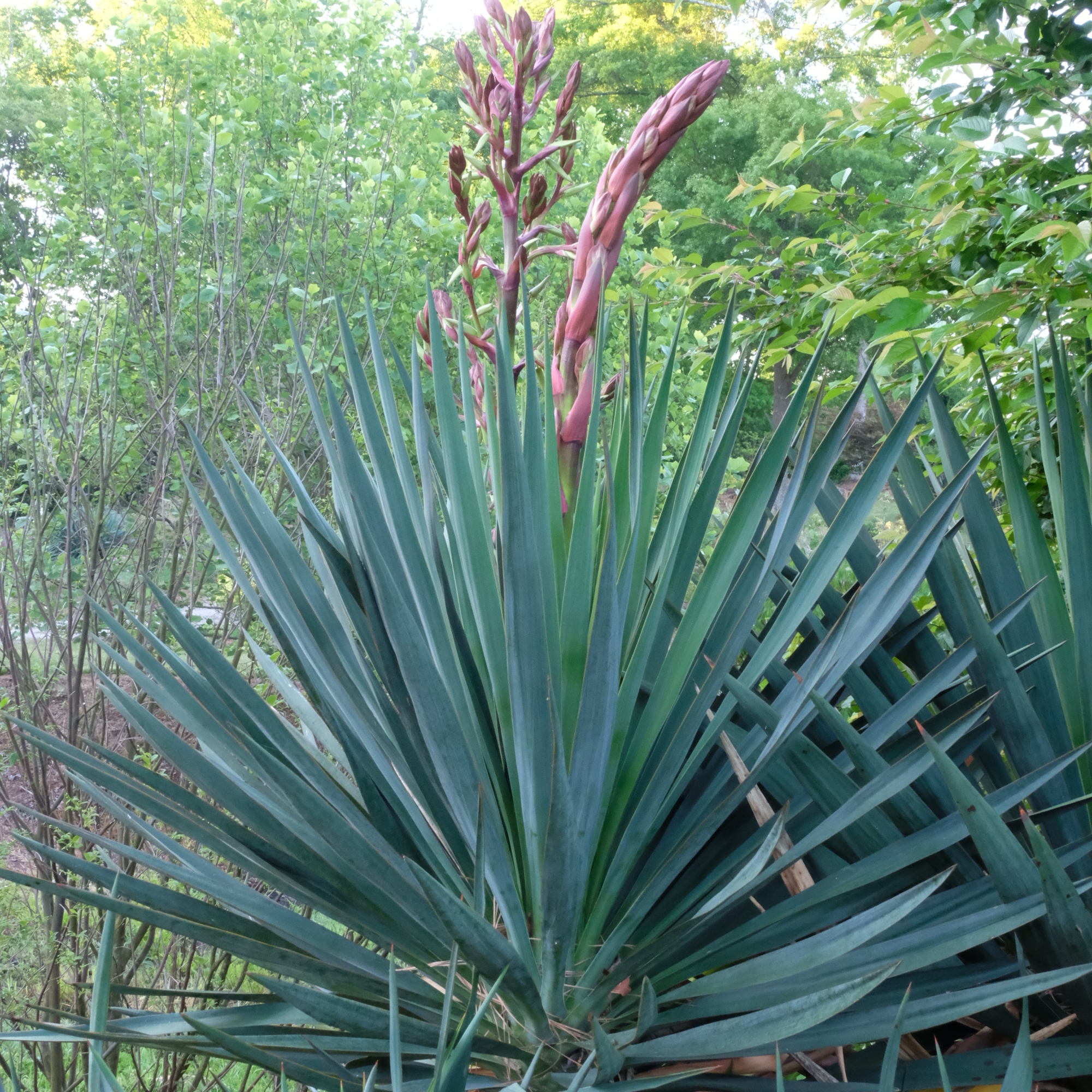 Yucca 'Tromping Around' in bud