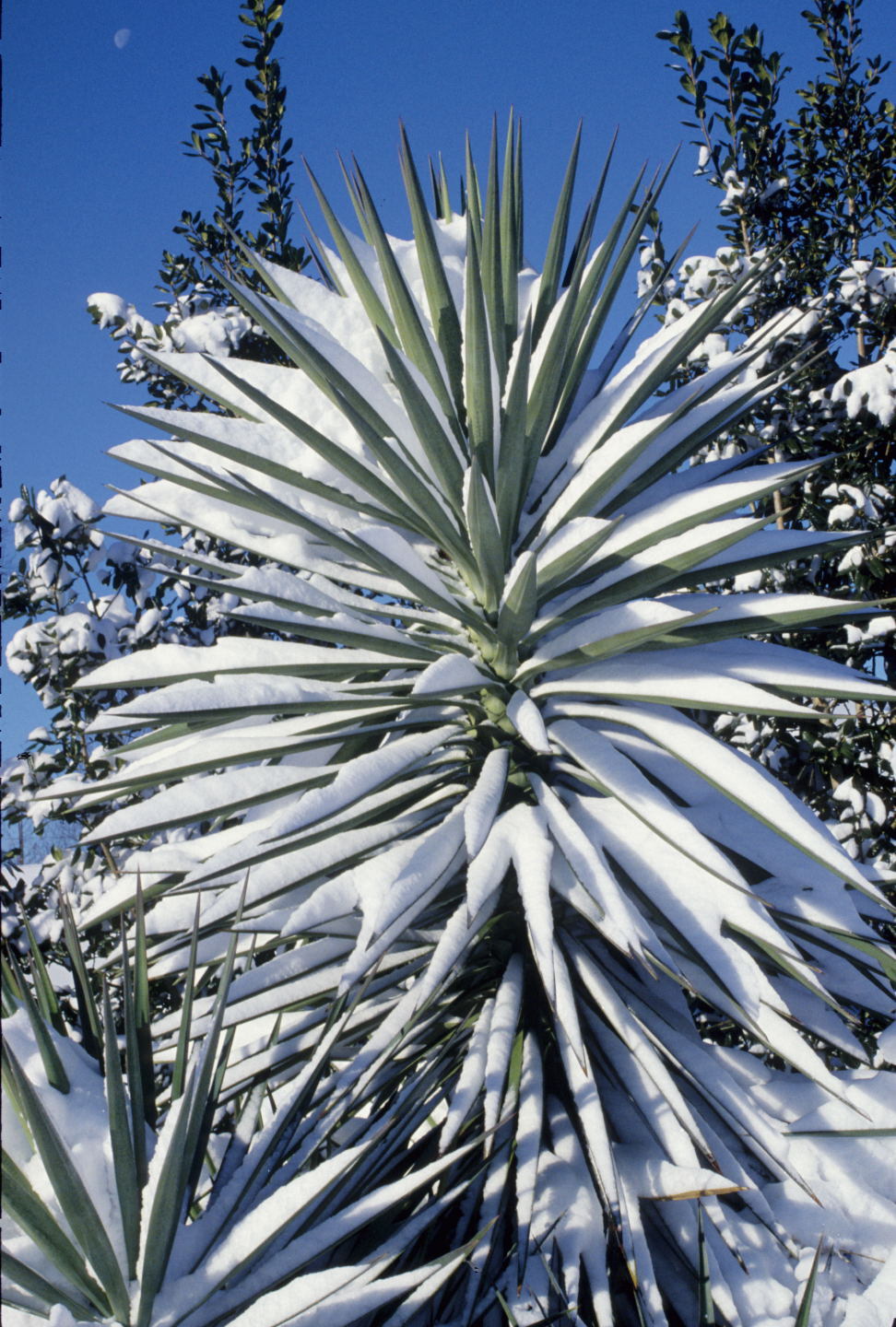 Yucca aloifolia covered with snow