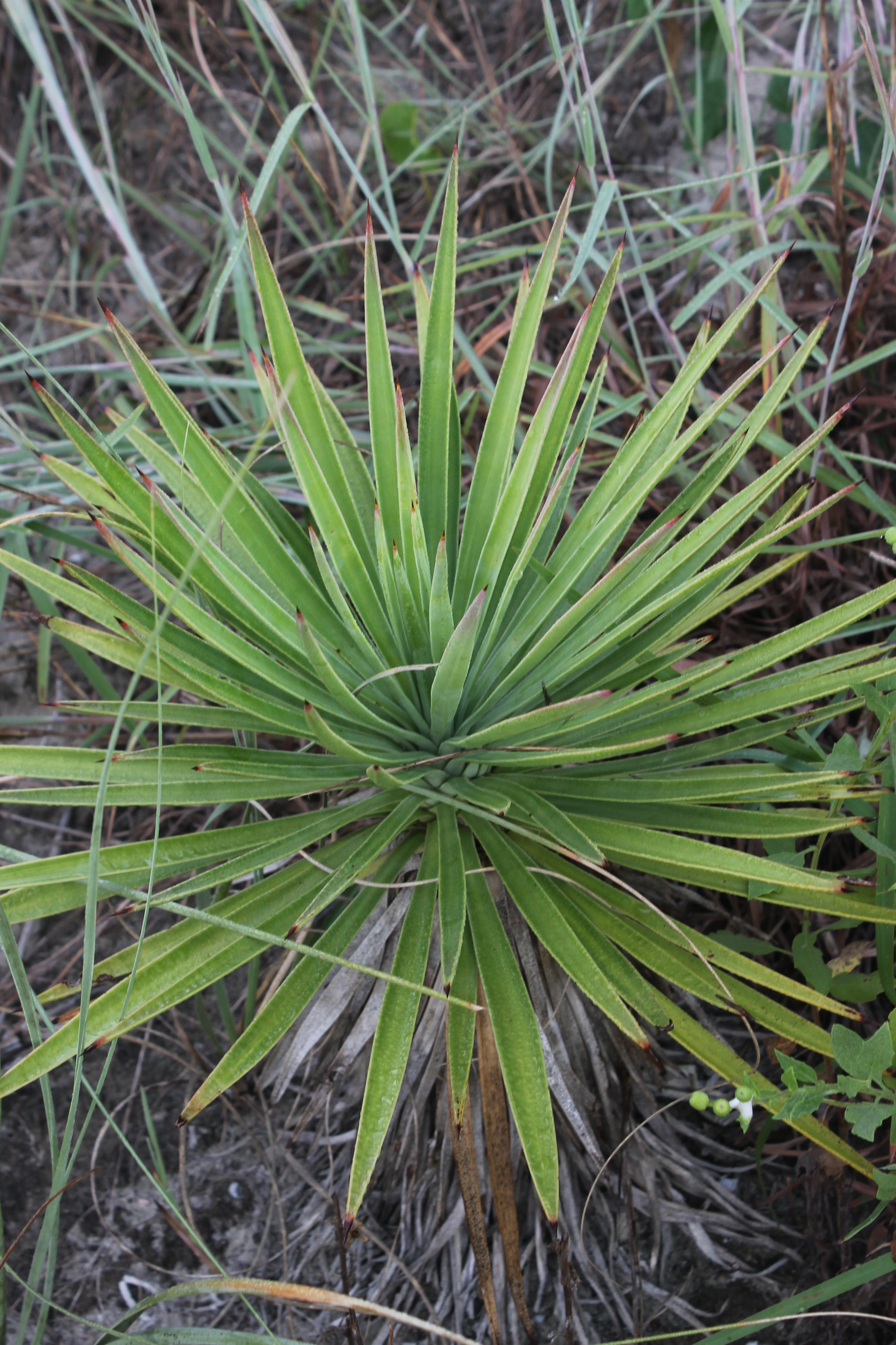 Yucca aloifolia dwarf at Emerald Isle in situ