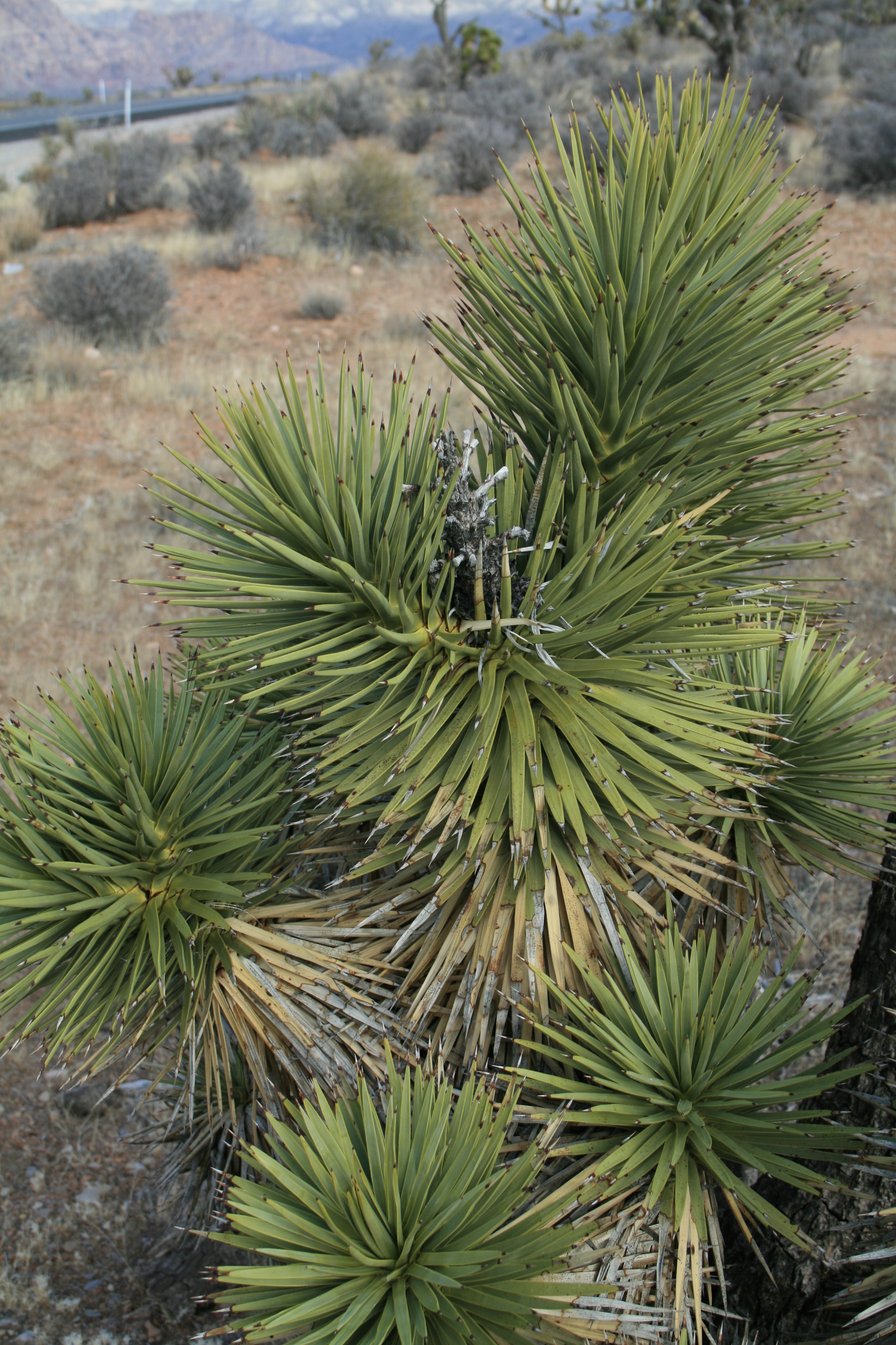 Yucca brevifolia at Red Rock NV