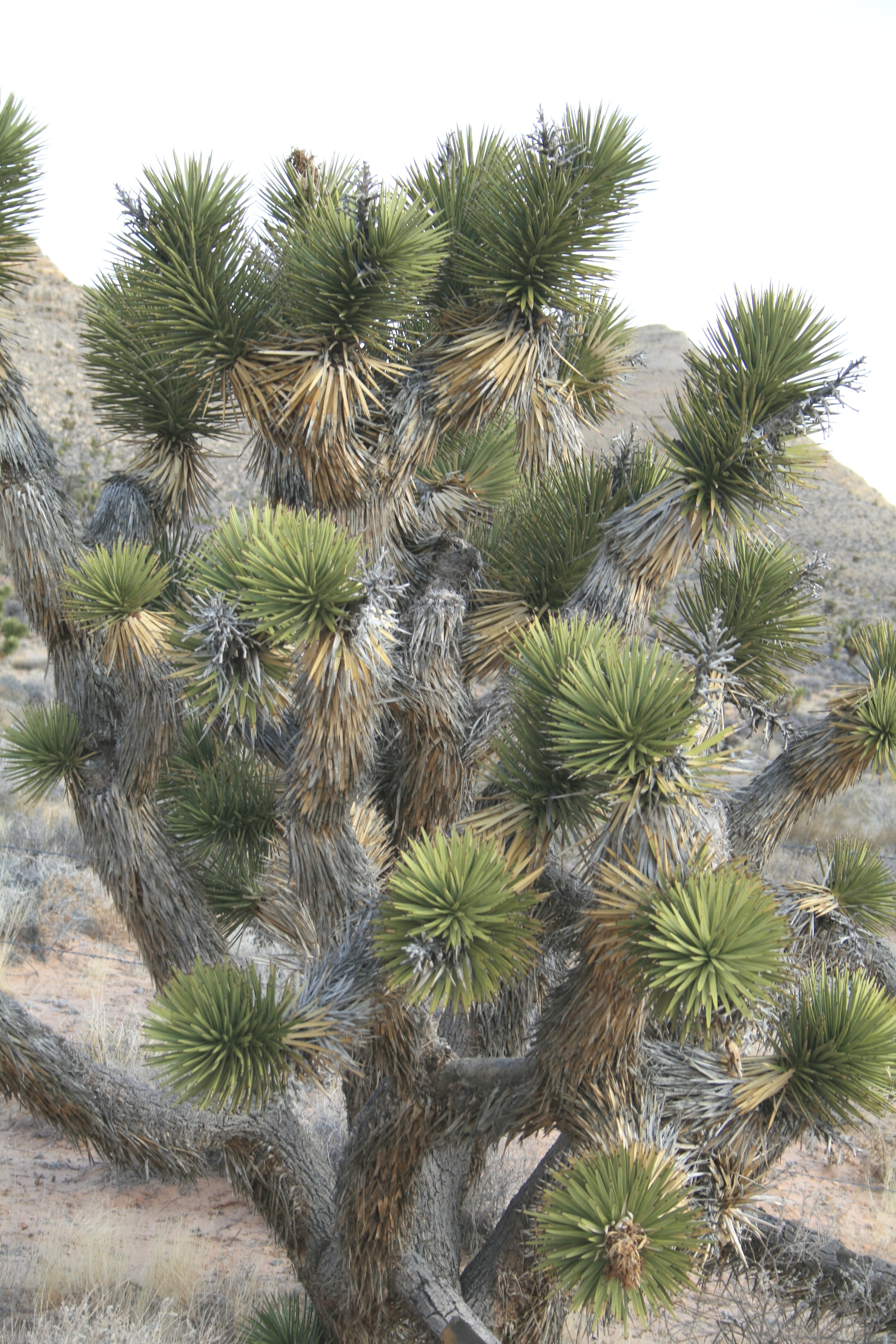 Yucca brevifolia