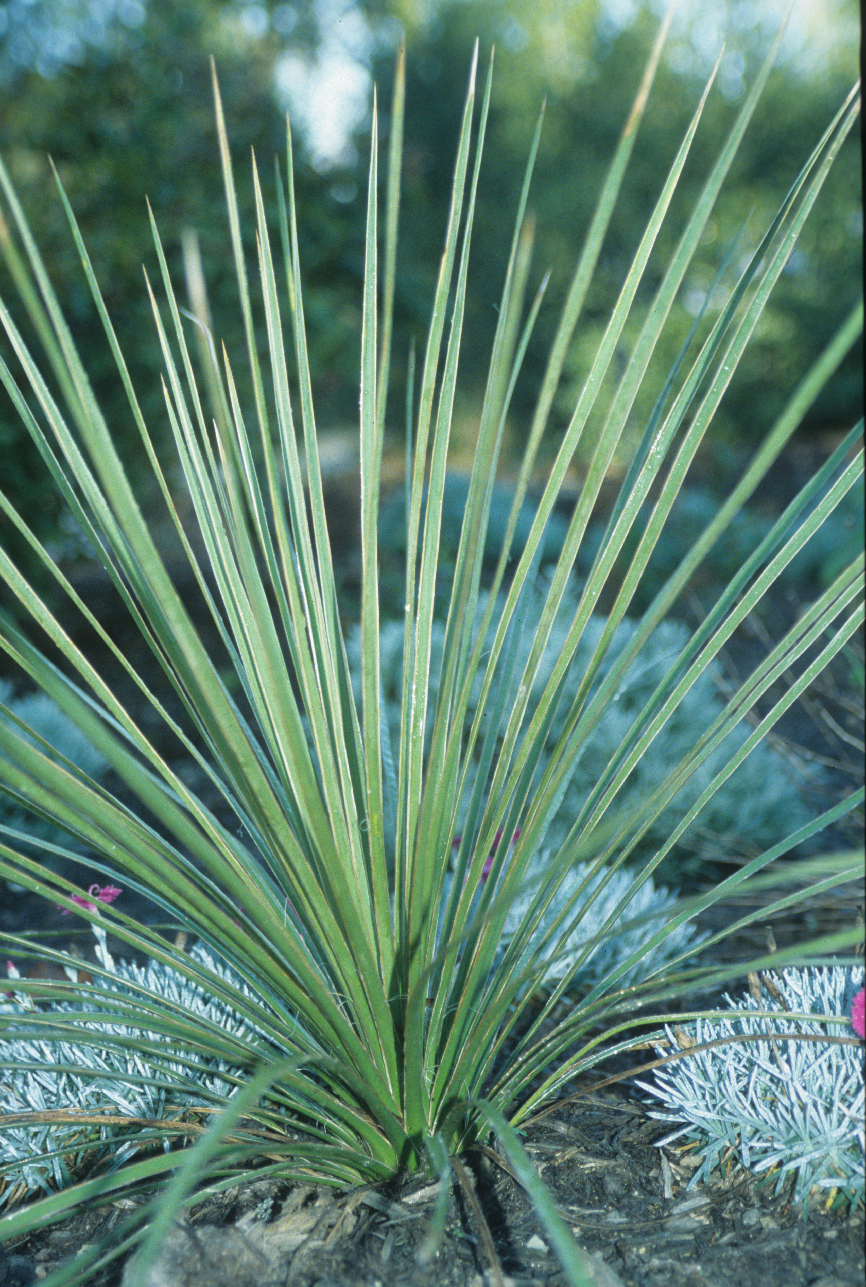 Yucca campestris D09-18 