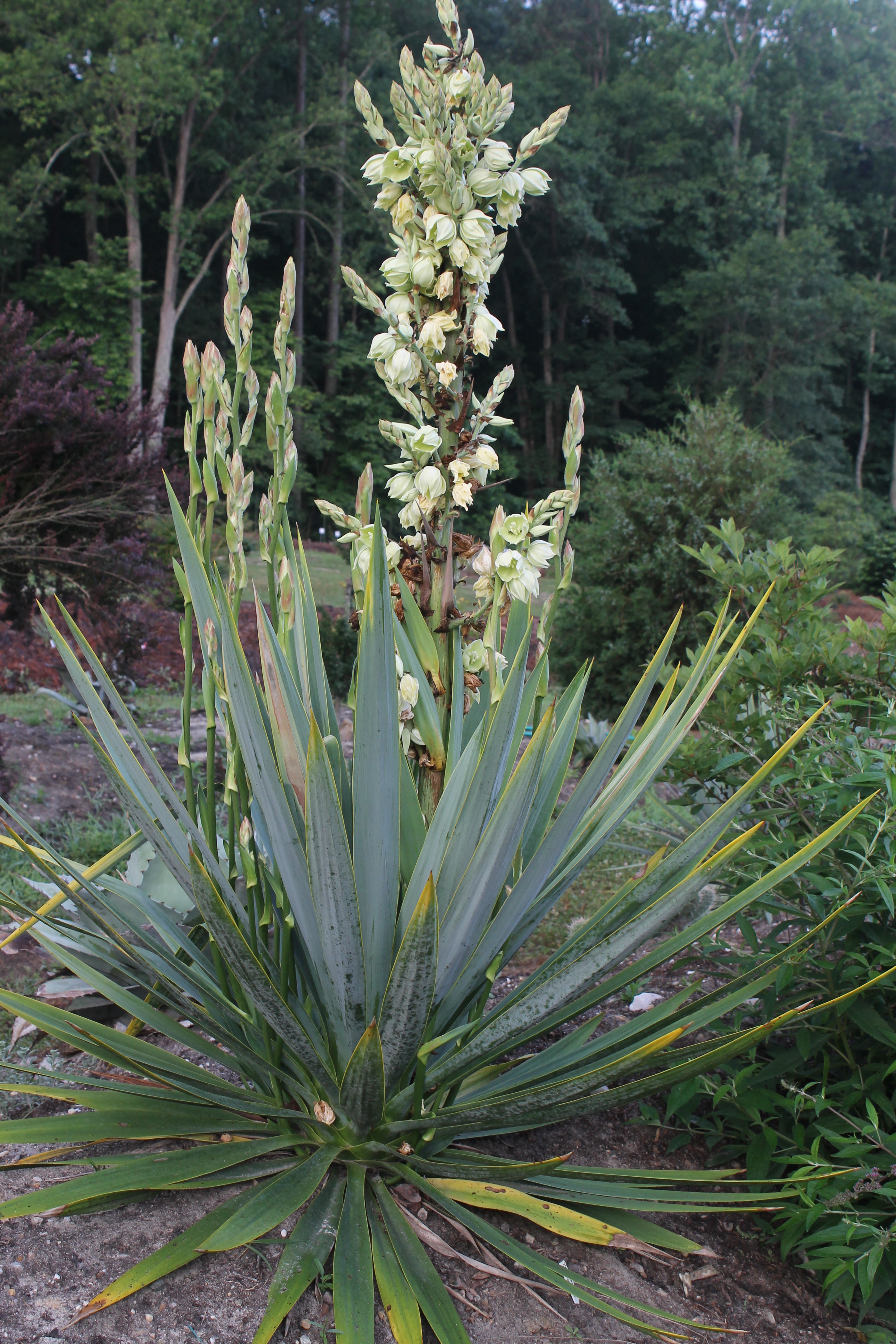 Yucca cernua 'Supersize' in flower