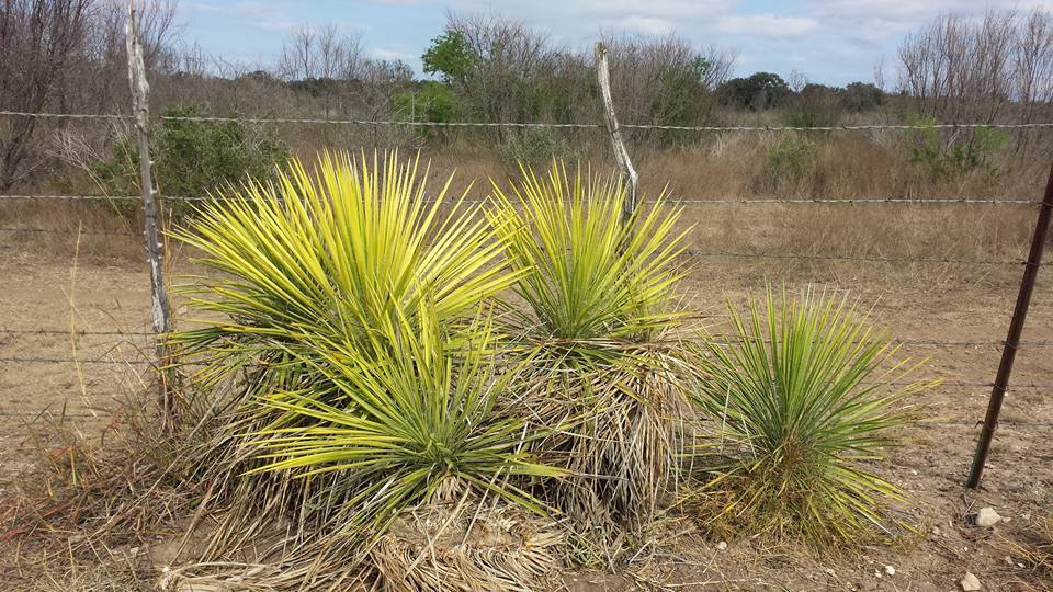 Yucca constricta gold