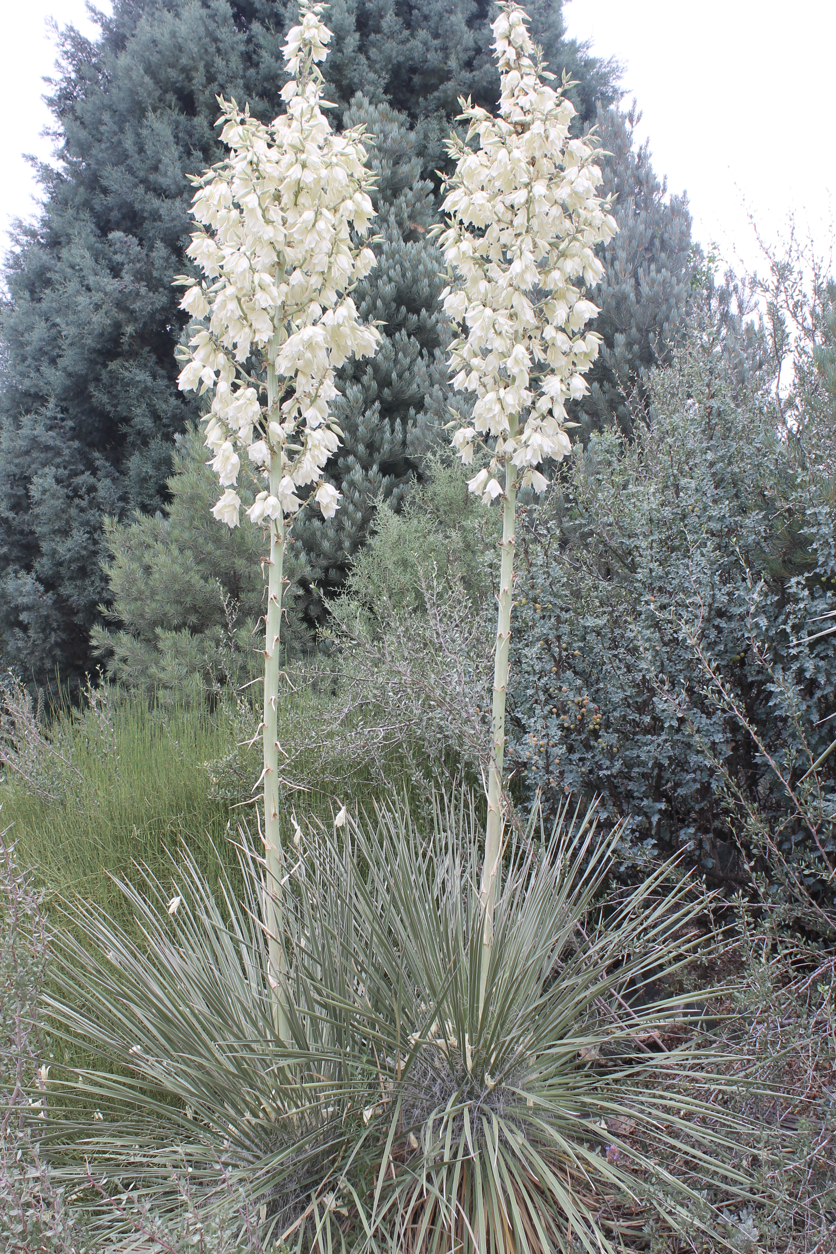 Yucca elata giant form in flower at DBG