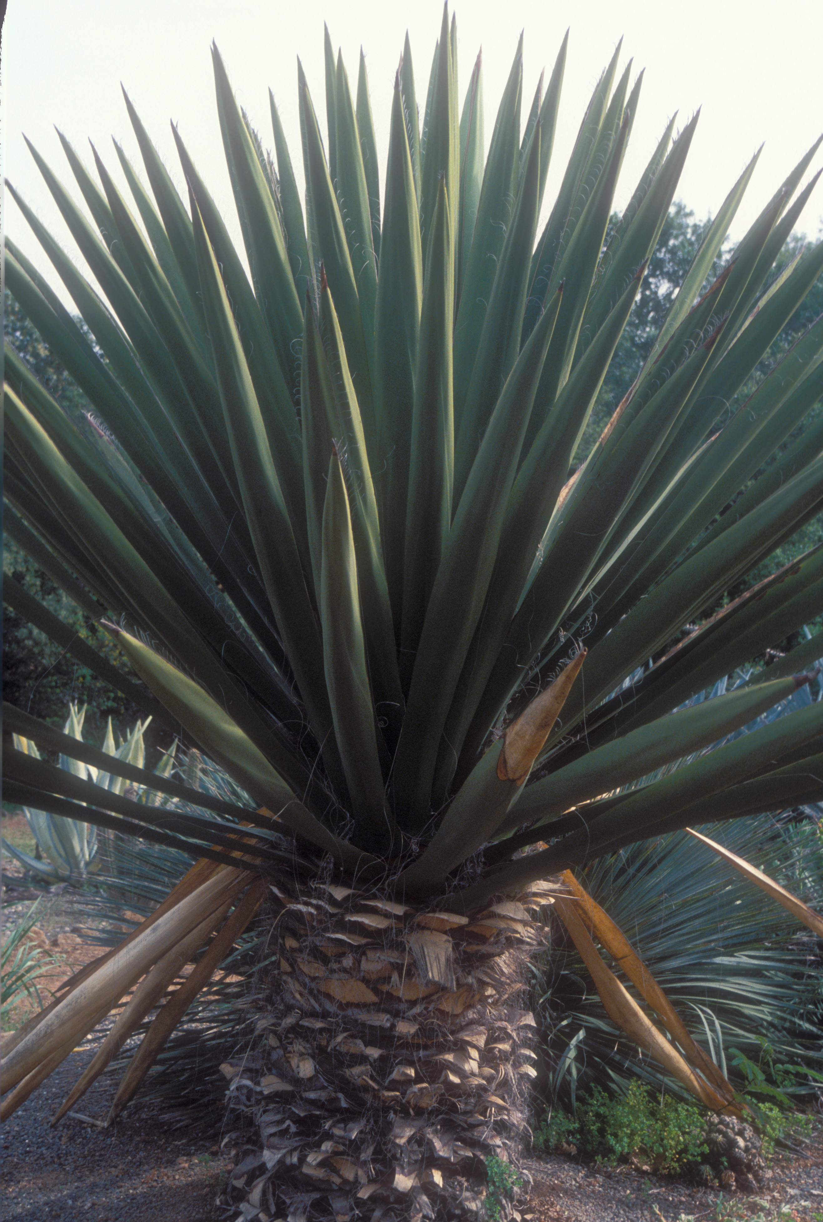 Yucca faxoniana with thick trunk 
