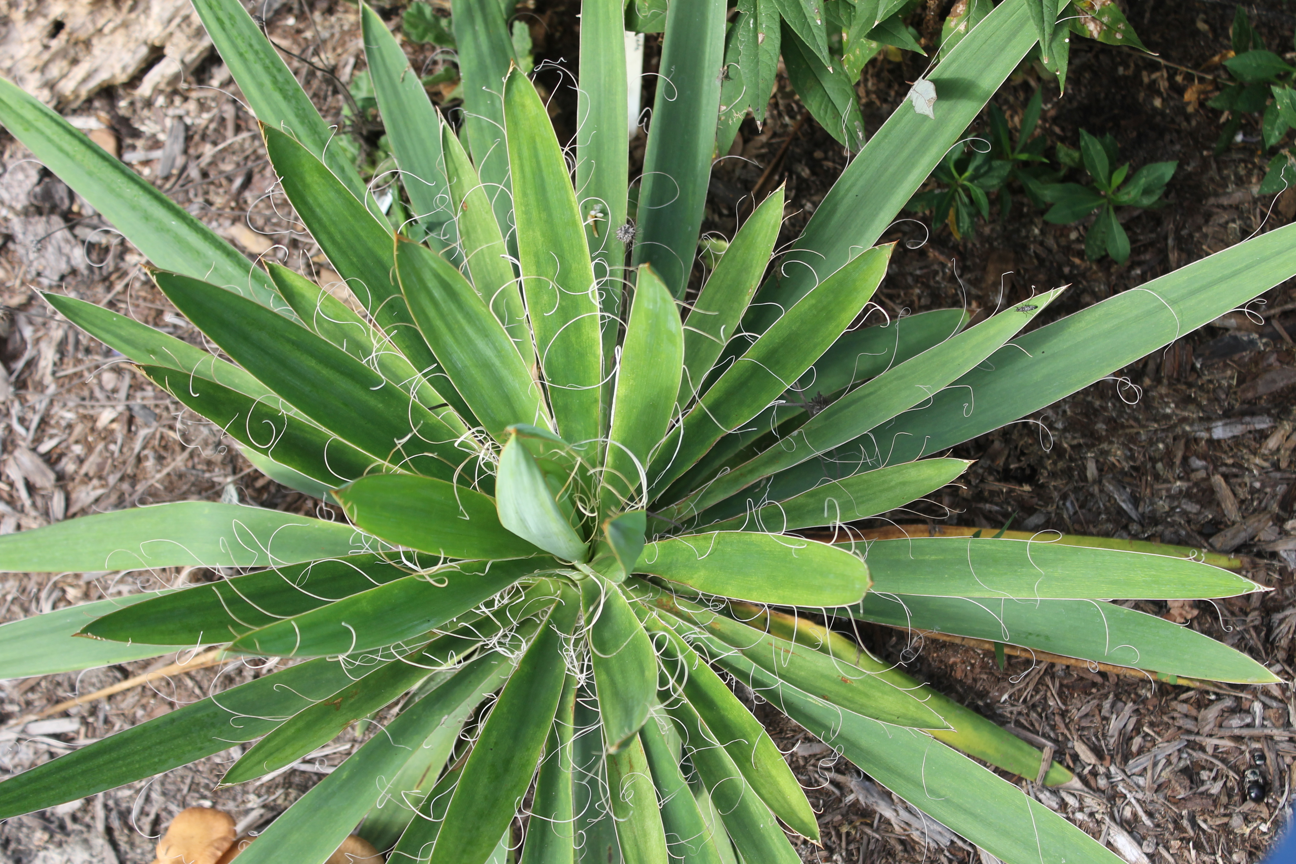 Yucca filamentosa A1AL-050