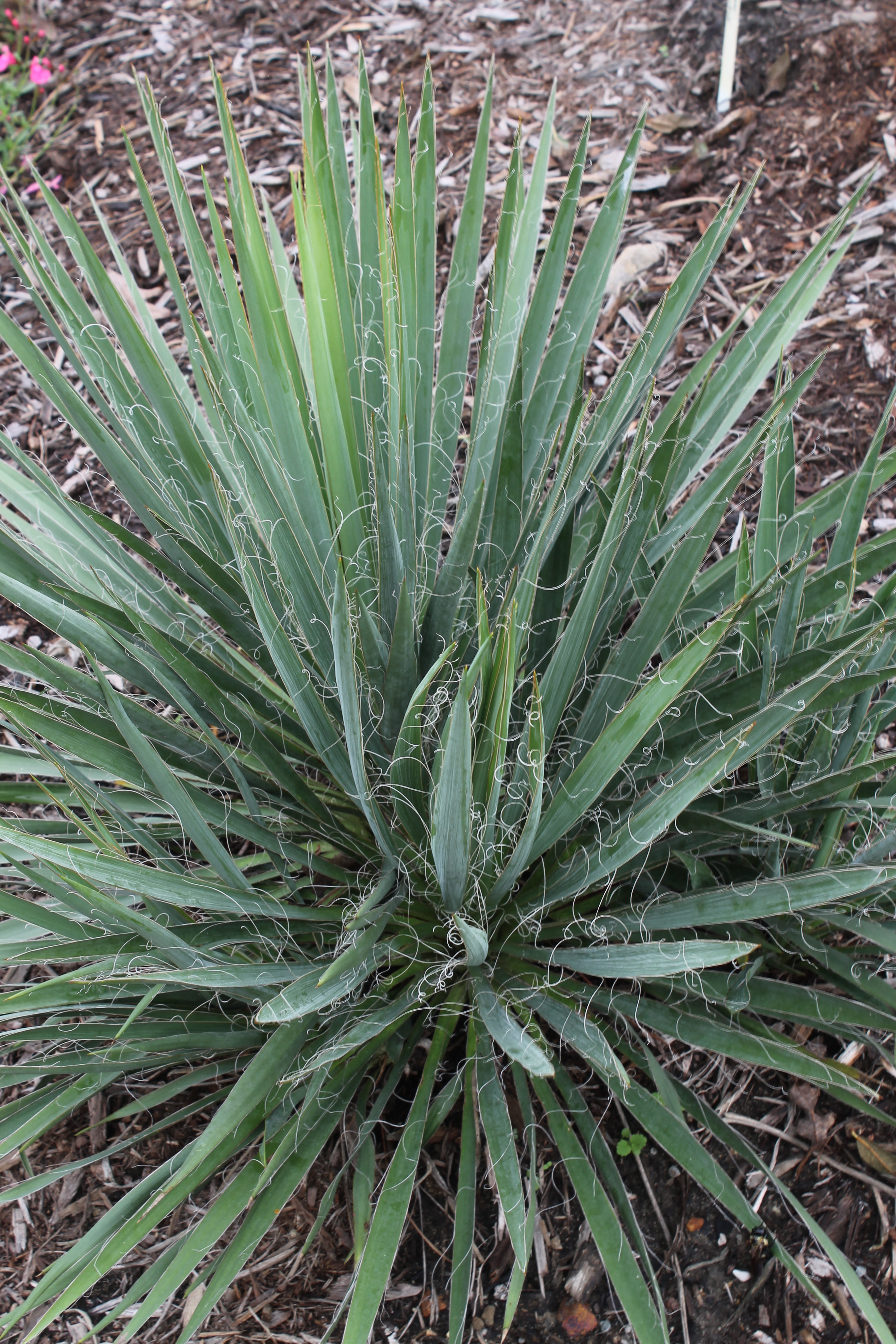 Yucca filamentosa A2SC-0600