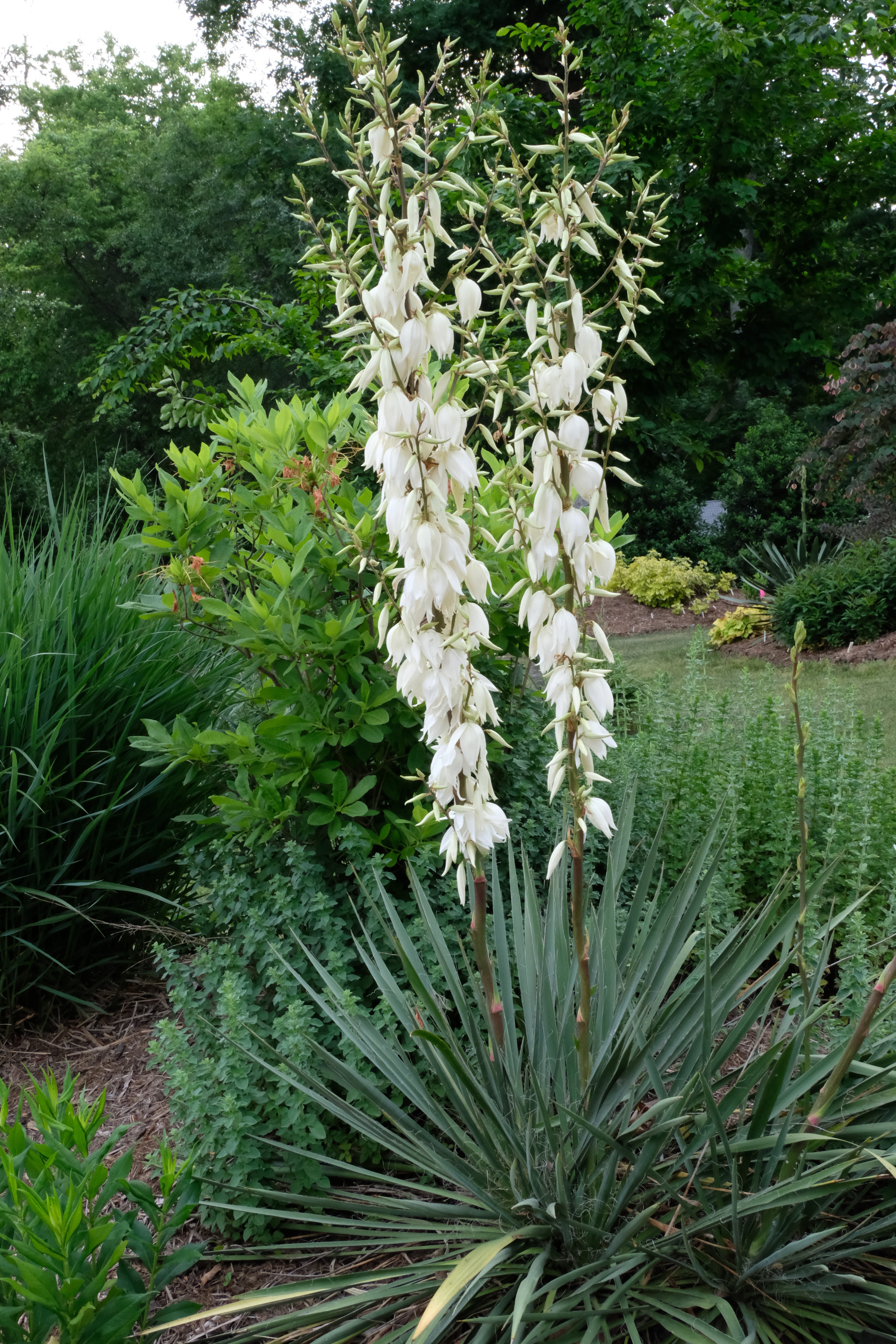 Yucca filamentosa A2SC-060 in flower 