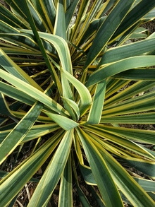 Yucca filamentosa 'Aureovariegata' (S. van Dort)