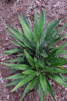 Yucca filamentosa var. concava SE15-195