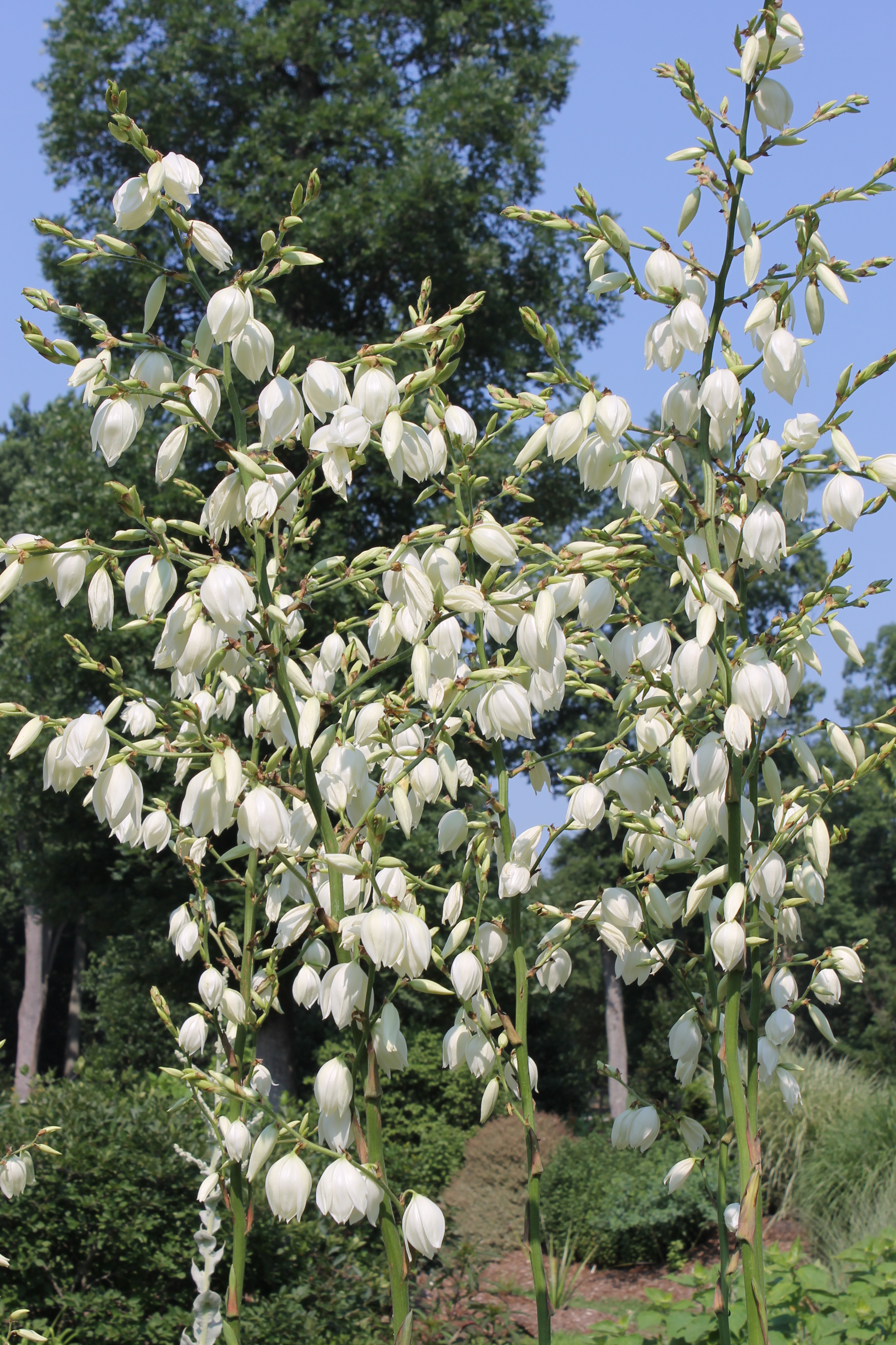 Yucca flaccida A2AL-048 flower stalks closeup