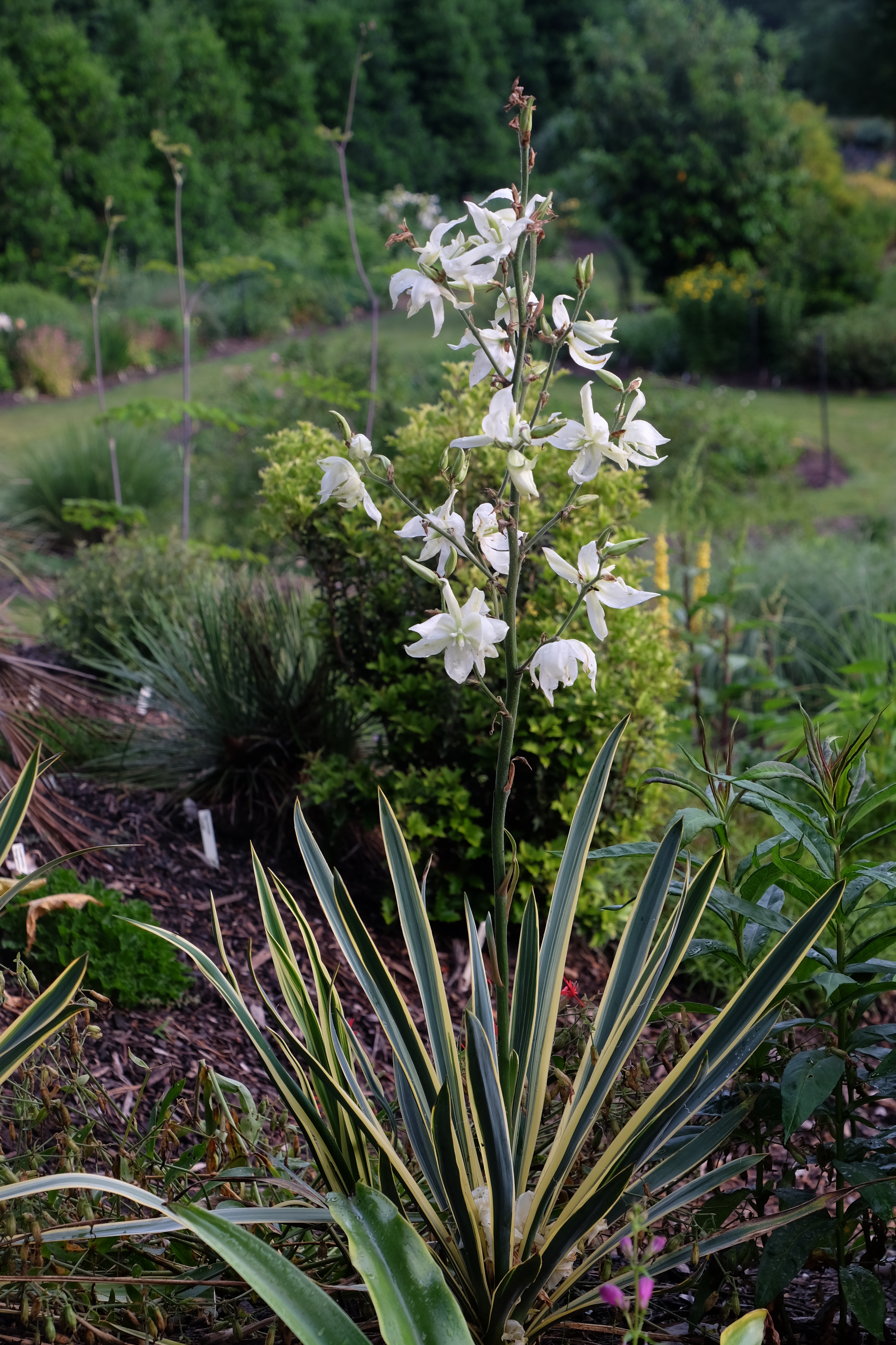 Yucca filamentosa var. smalliana 'Bright Edge' in flower