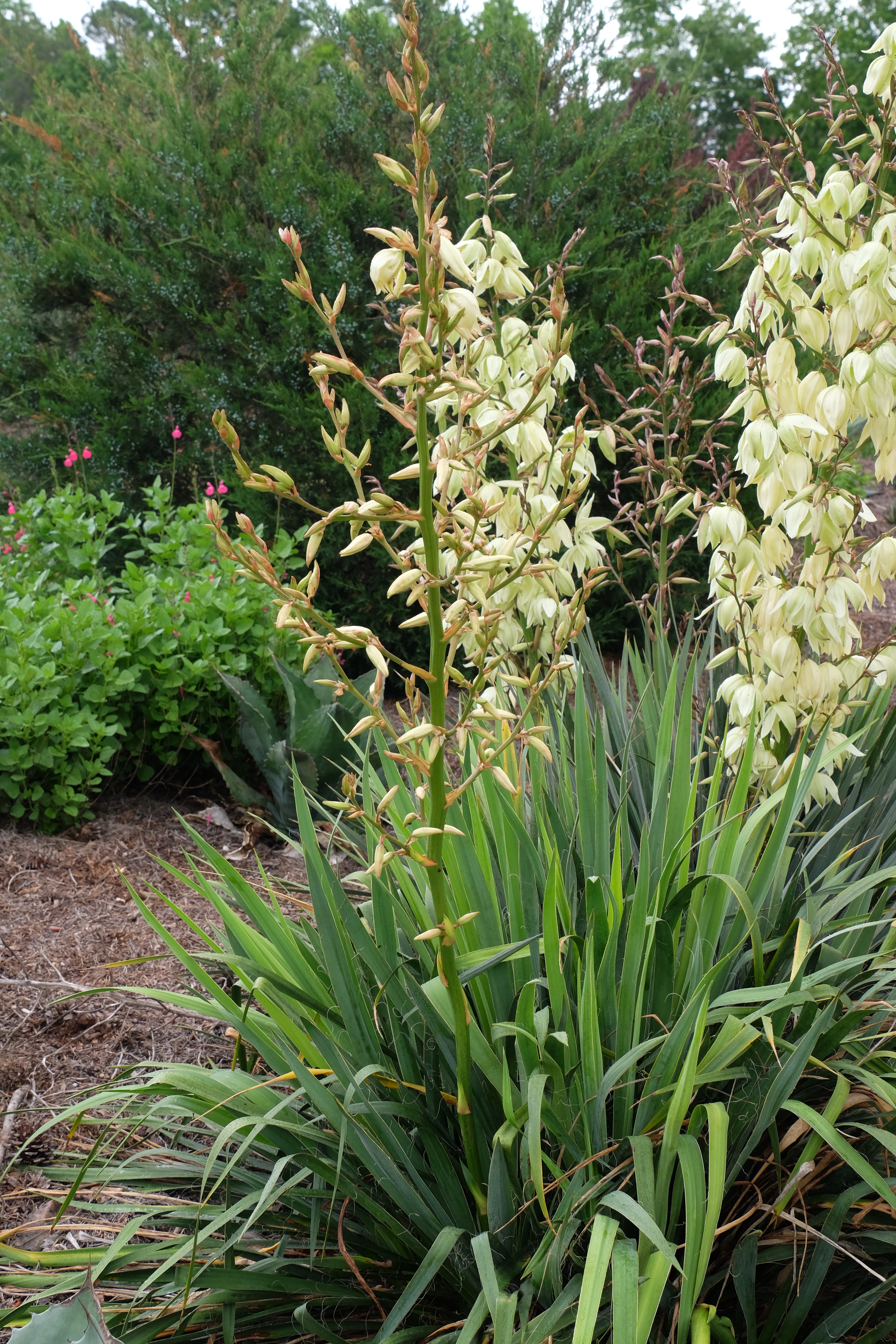 Yucca flaccida 'Morgenglocke' in flower
