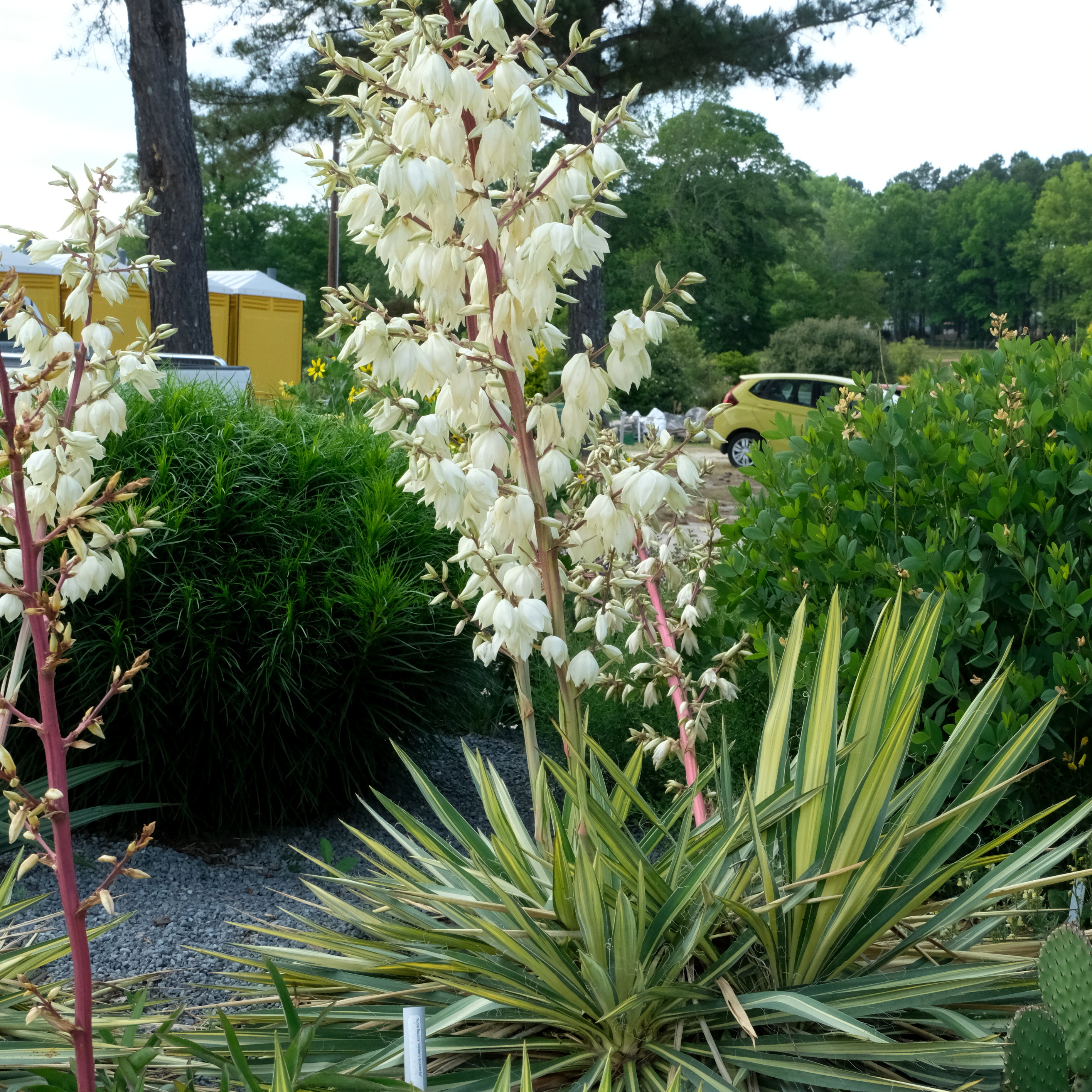 Yucca flaccida 'Wilder's Wonderful' in flower