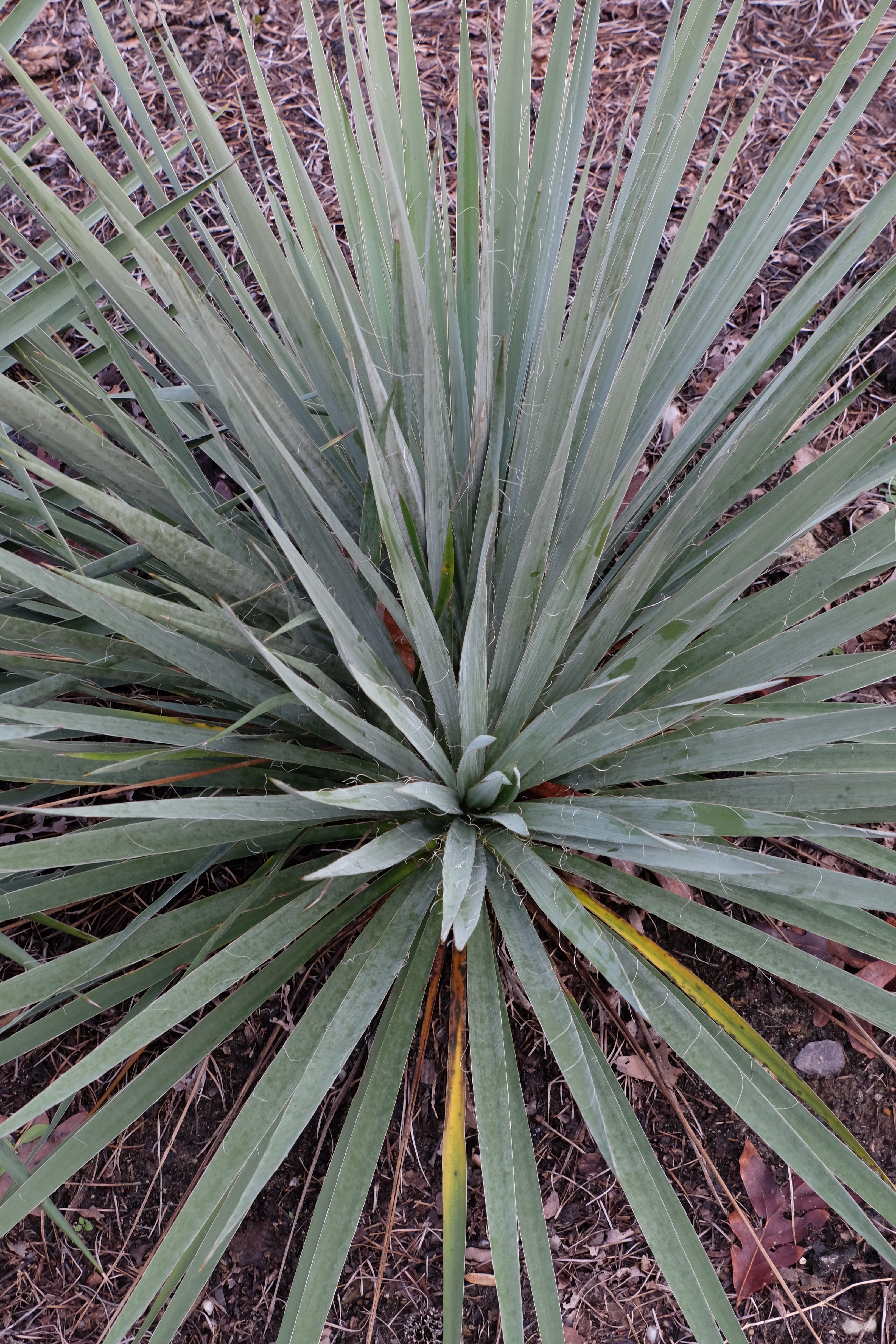 Yucca flaccida 'Glockenbusch'
