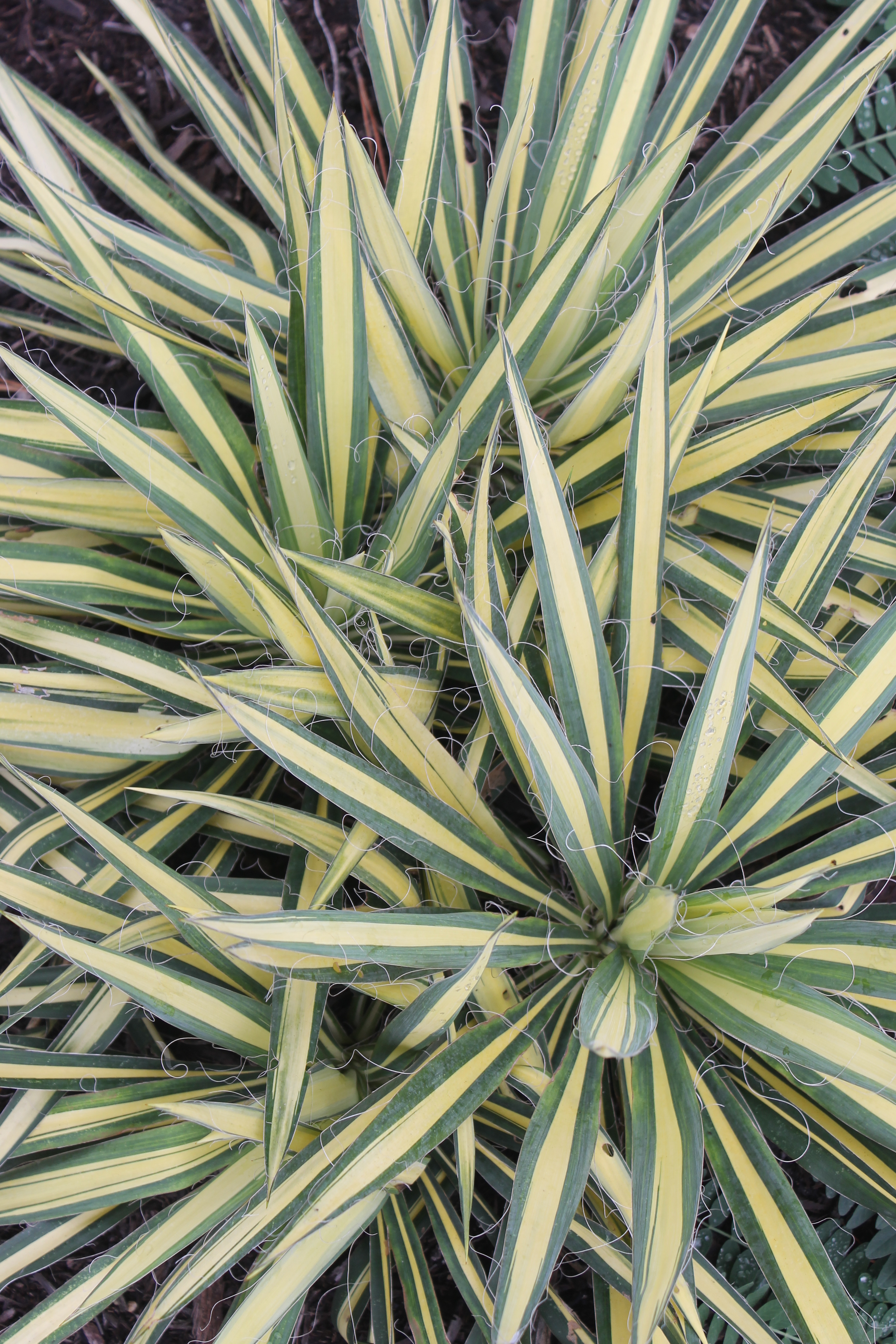 Yucca flaccida 'Gold Heart'